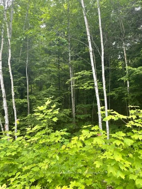 Photo 11 of Big Hawk Lake Road, Algonquin Highlands, Stanhope — HOMEH