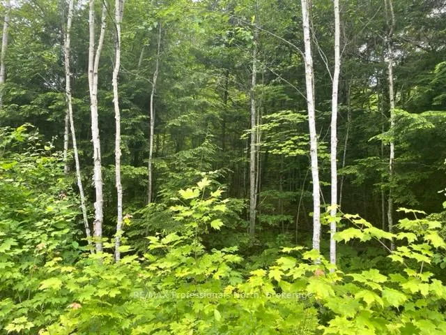 Photo 12 of Big Hawk Lake Road, Algonquin Highlands, Stanhope — HOMEH