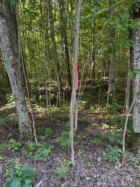 Photo 6 of Pt Lot 6 Concession 8 Sideroad 7A, Grey Highlands — HOMEH