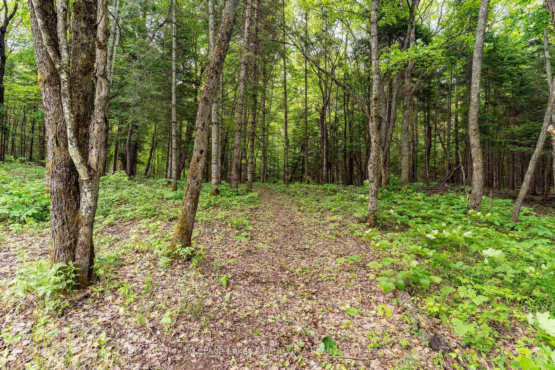 Photo 22 of 32 Old Rainy Lake Road, McMurrich/Monteith, Sprucedale — HOMEH