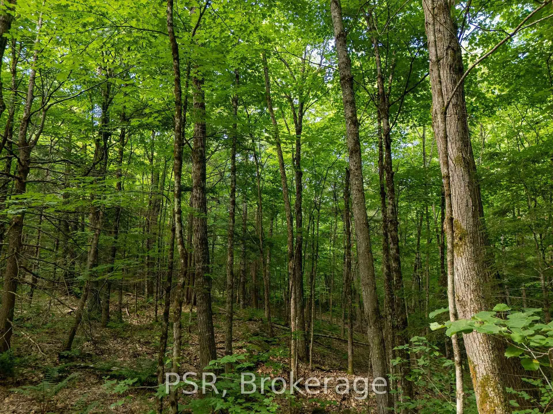 Photo 18 of 1465 Canning Road, Gravenhurst, Muskoka (S) — HOMEH