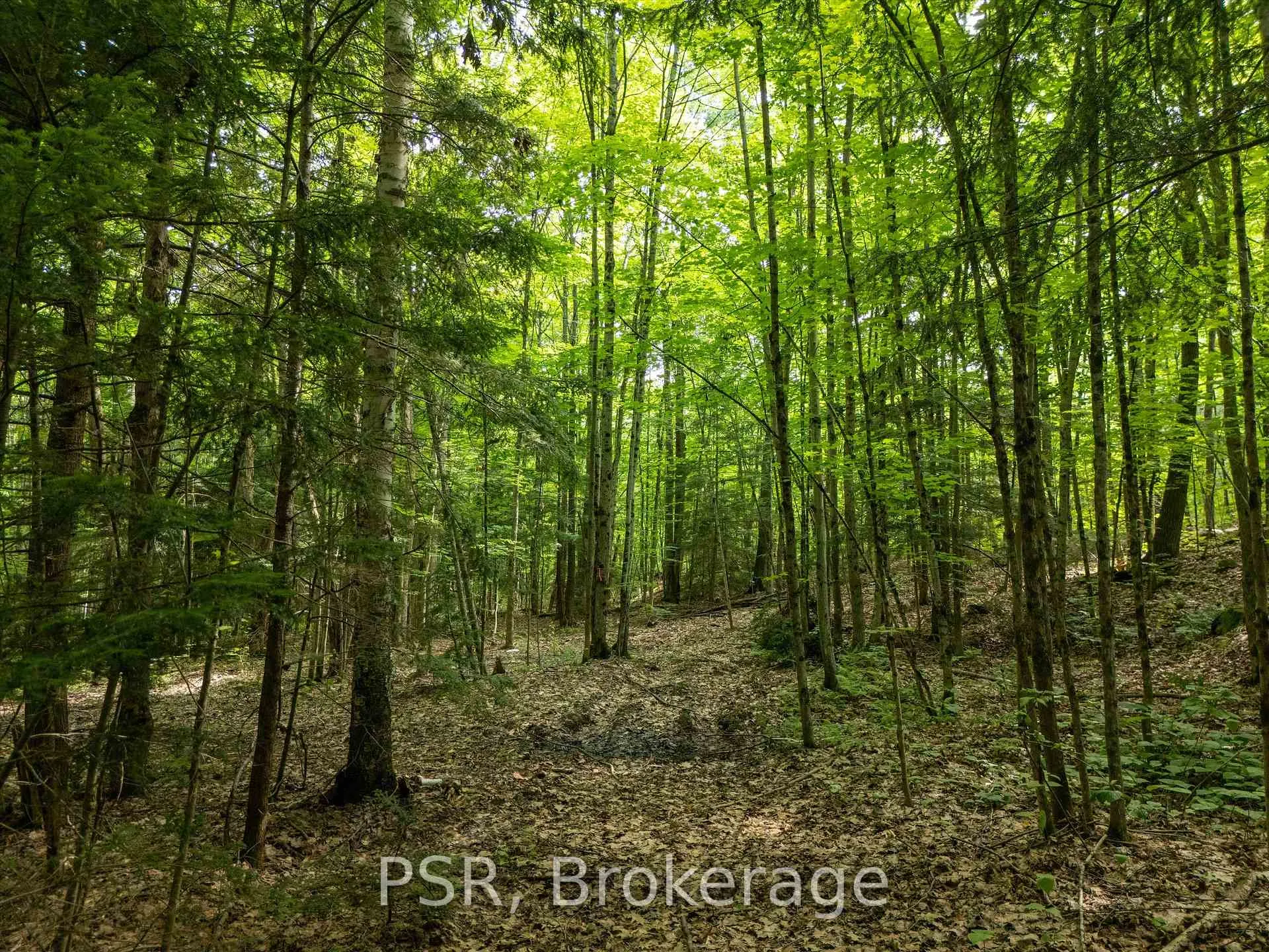 Photo 27 of 1465 Canning Road, Gravenhurst, Muskoka (S) — HOMEH
