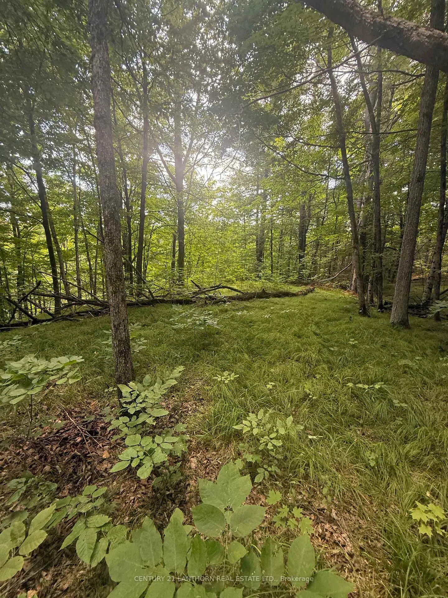 Photo 12 of Storms Road, Stirling-Rawdon, Rawdon Ward — HOMEH