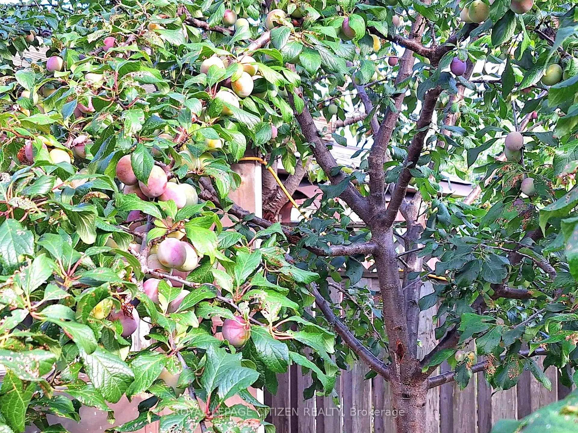 Photo 39 of 63 Dante Ct, Vaughan, East Woodbridge — HOMEH