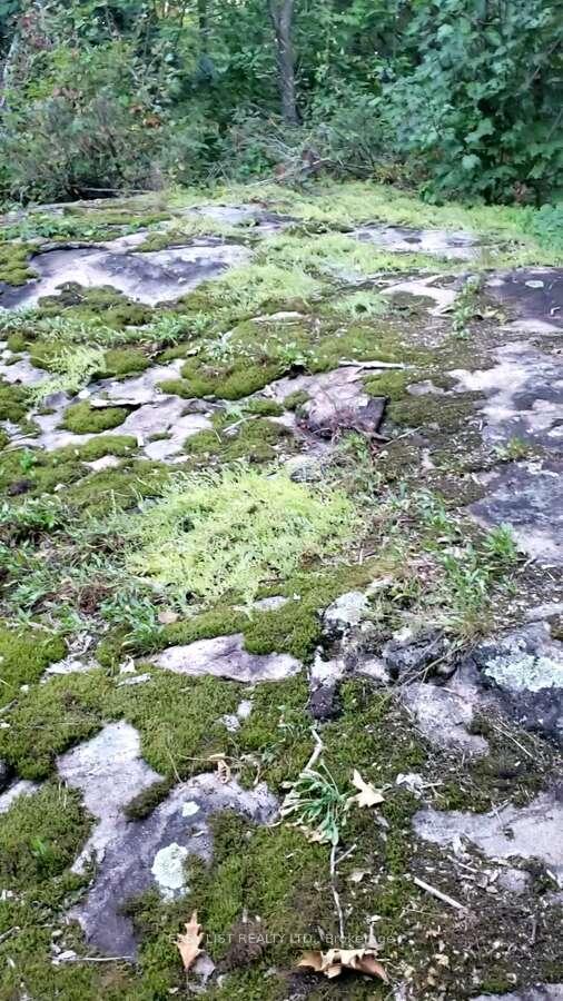 Photo 6 of Lot 137 Beech Road Allowance, Gravenhurst, Morrison — HOMEH