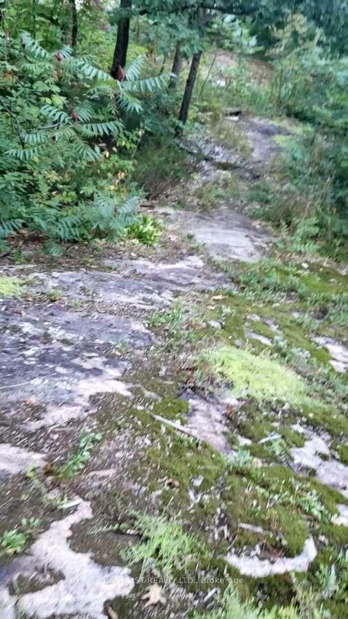 Photo 7 of Lot 137 Beech Road Allowance, Gravenhurst, Morrison — HOMEH