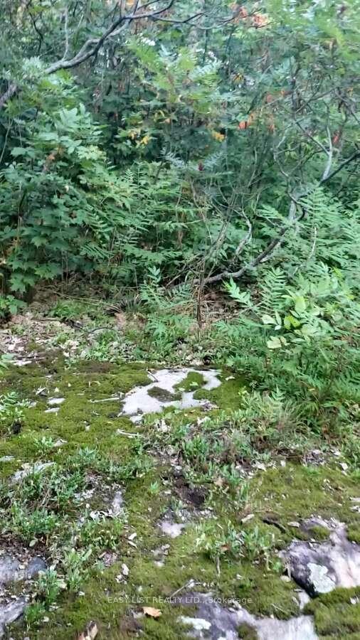 Photo 10 of Lot 137 Beech Road Allowance, Gravenhurst, Morrison — HOMEH