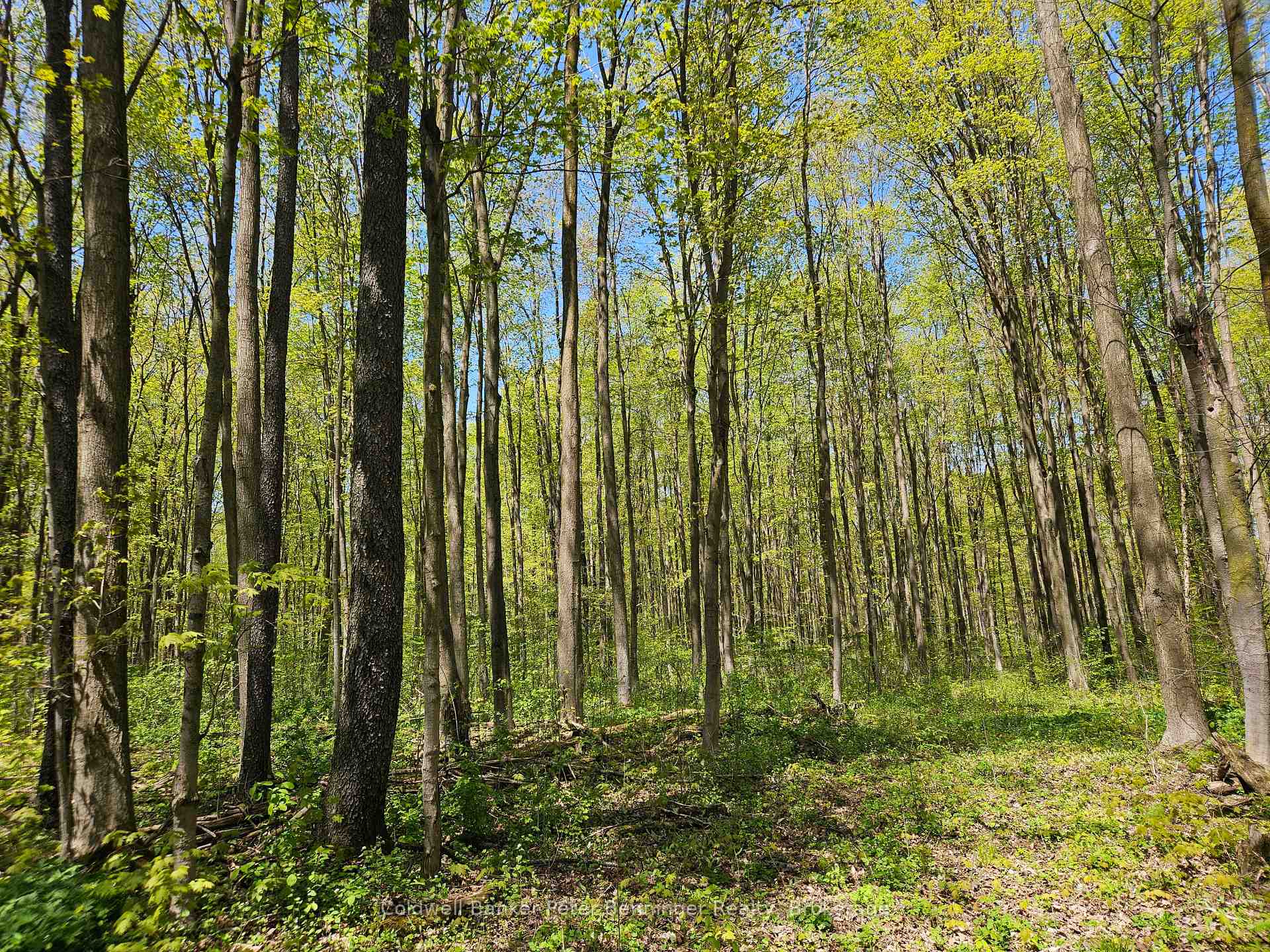 Photo 29 of 181463 12 Concession, West Grey — HOMEH