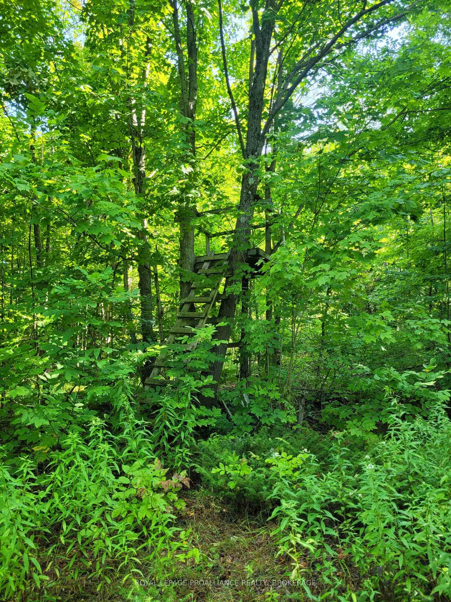 Photo 10 of LT 2-3 Beattie Road, Frontenac, Frontenac Centre — HOMEH