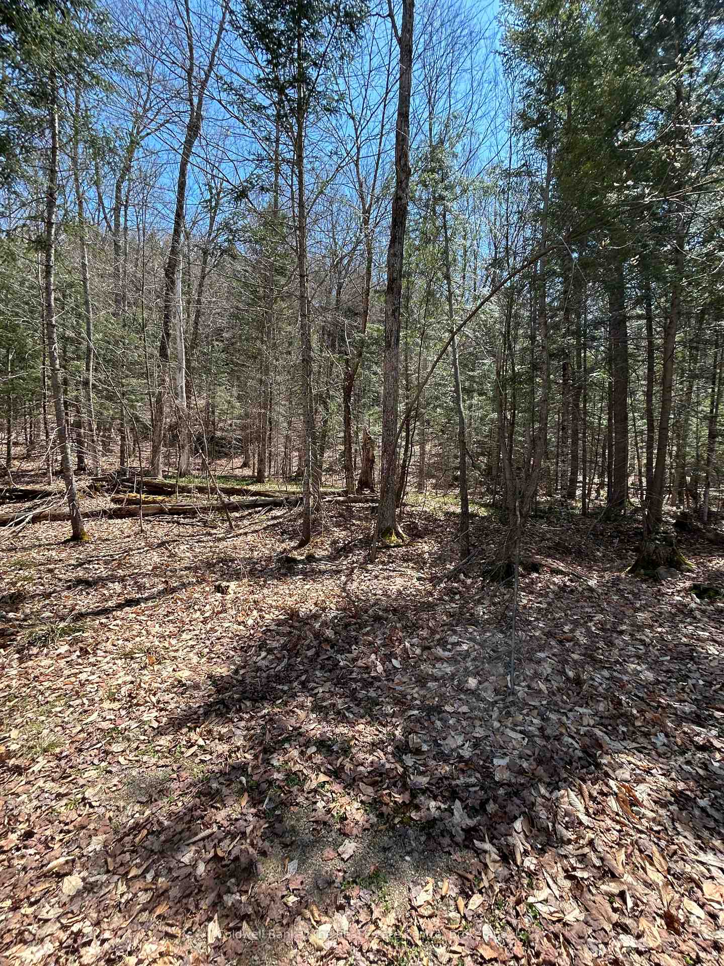 Photo 8 of 3560 Kawagama Lake Road, Algonquin Highlands, Sherborne — HOMEH