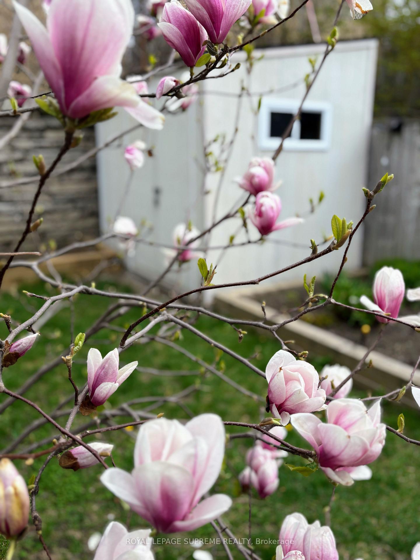 Photo 43 of 36 Walpole Avenue, Toronto, Greenwood-Coxwell — HOMEH