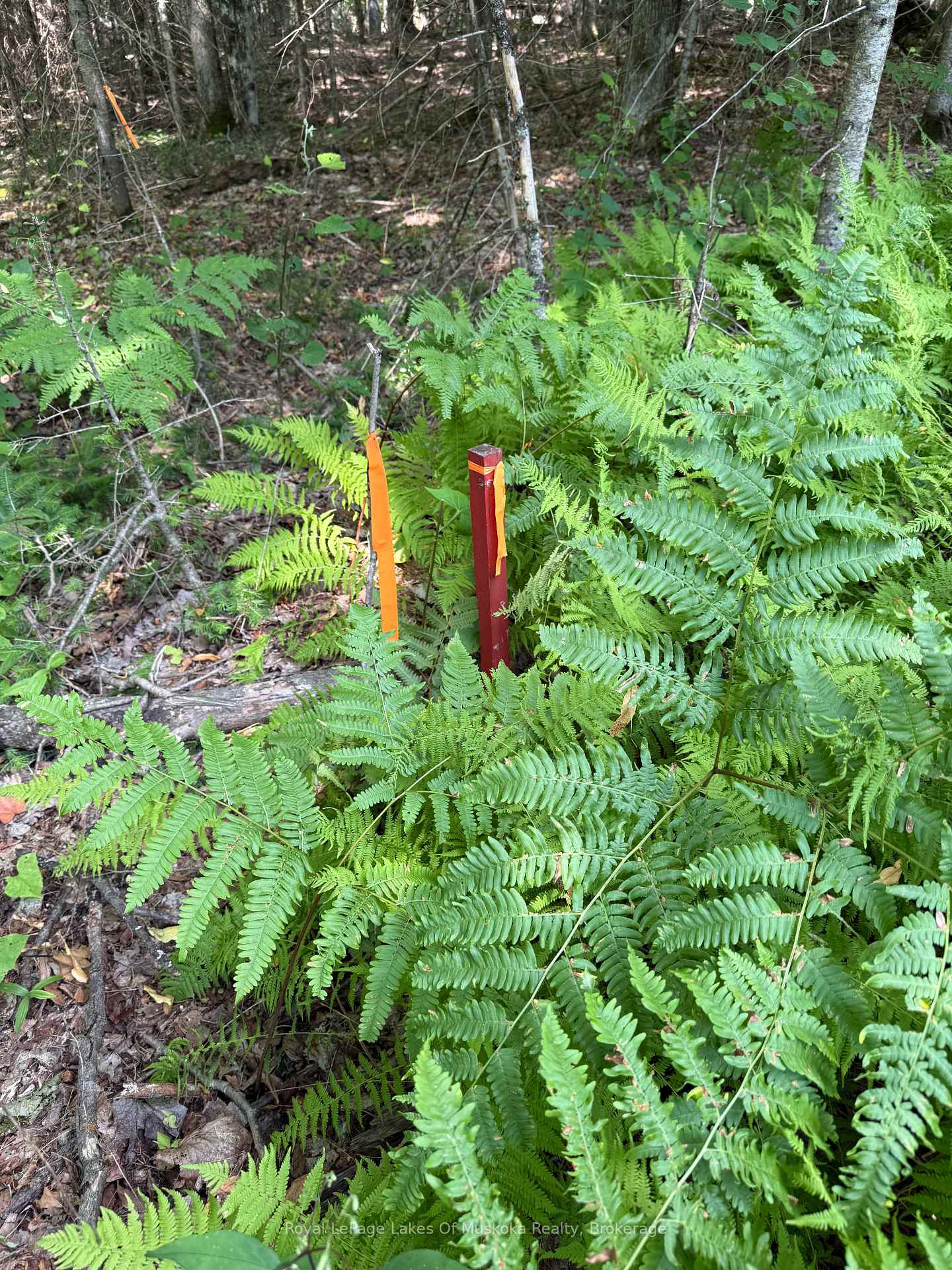 Photo 5 of LT 26 Frank St Street, Magnetawan — HOMEH