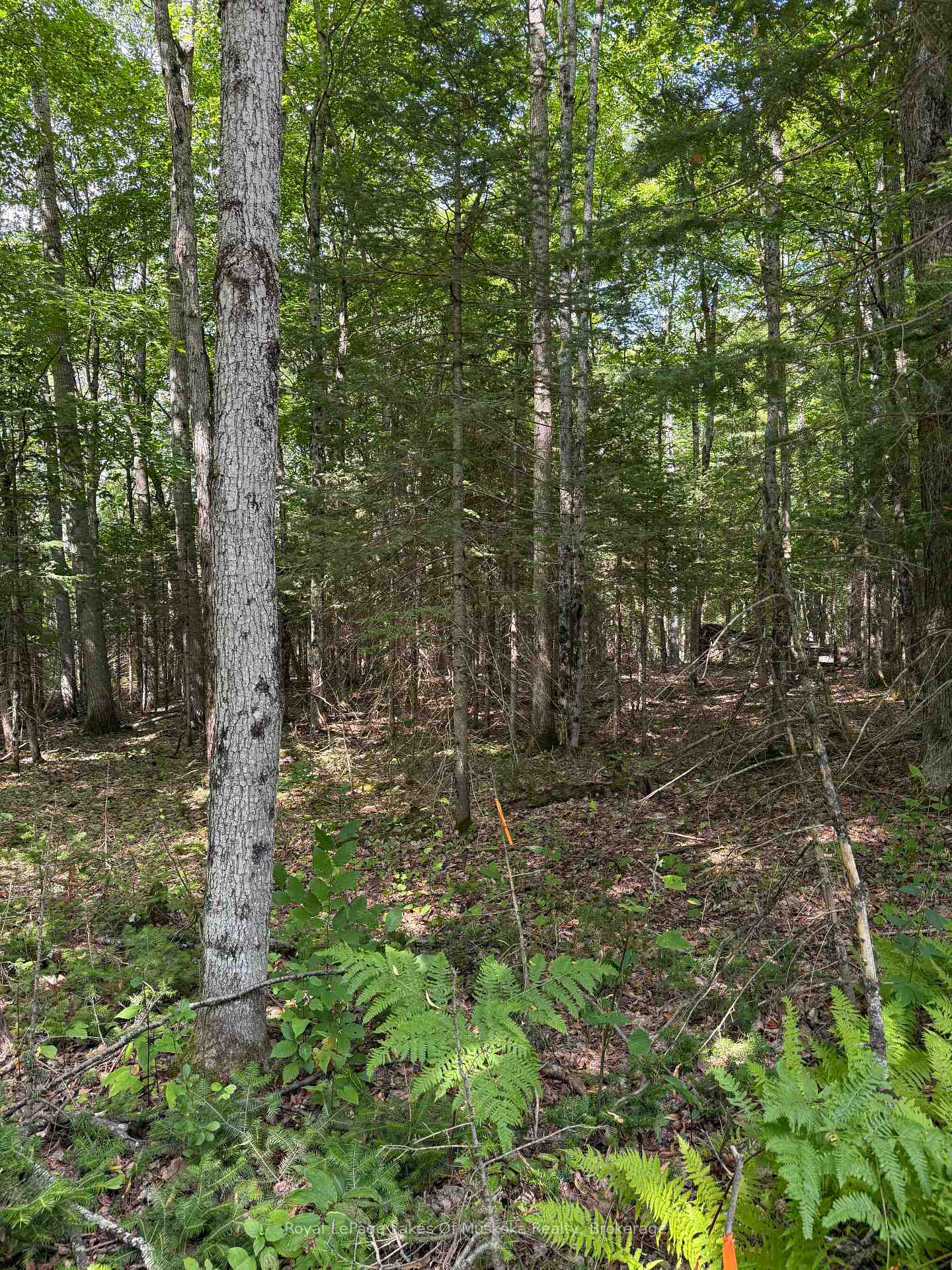 Photo 6 of LT 26 Frank St Street, Magnetawan — HOMEH