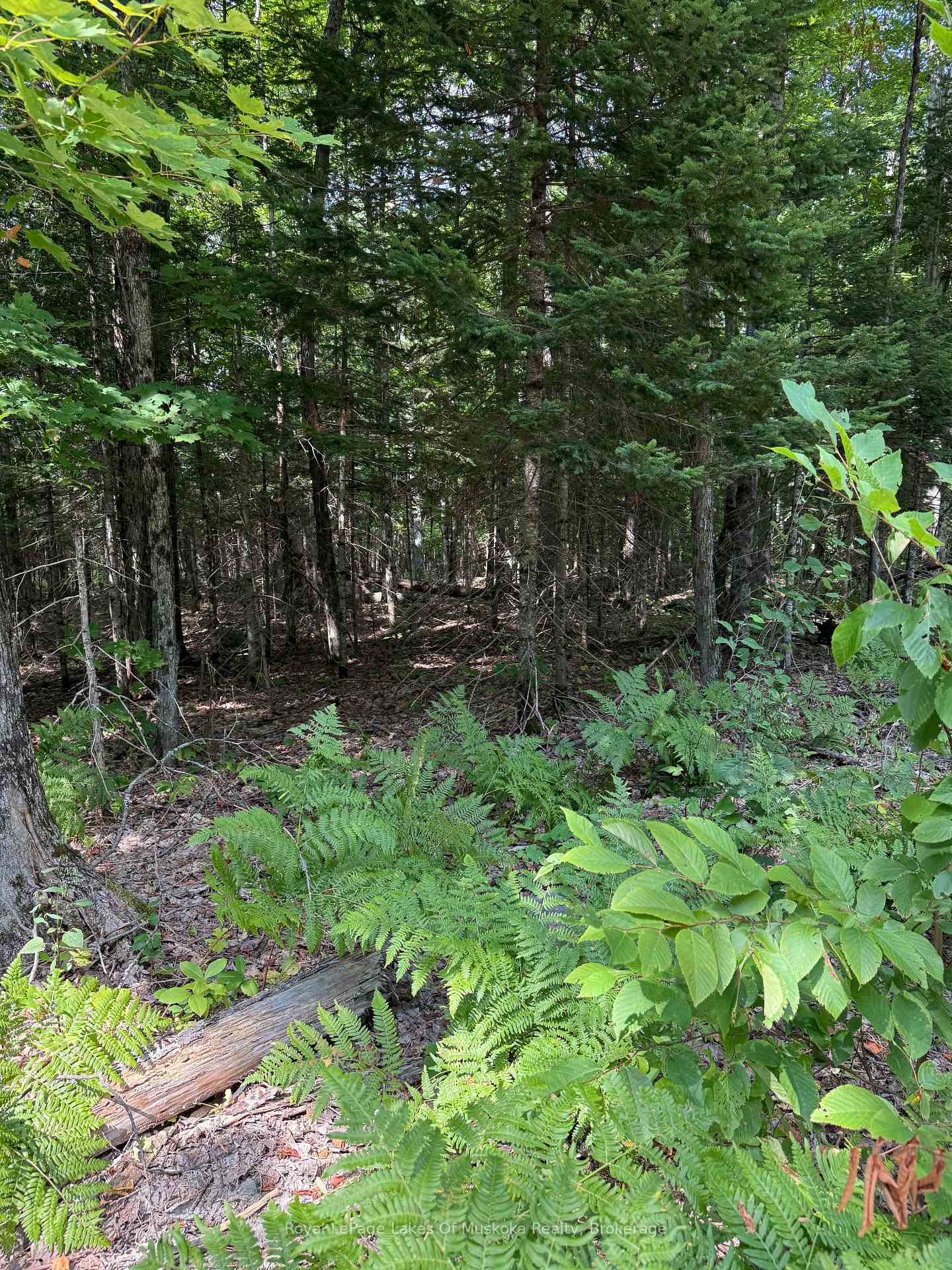 Photo 7 of LT 26 Frank St Street, Magnetawan — HOMEH
