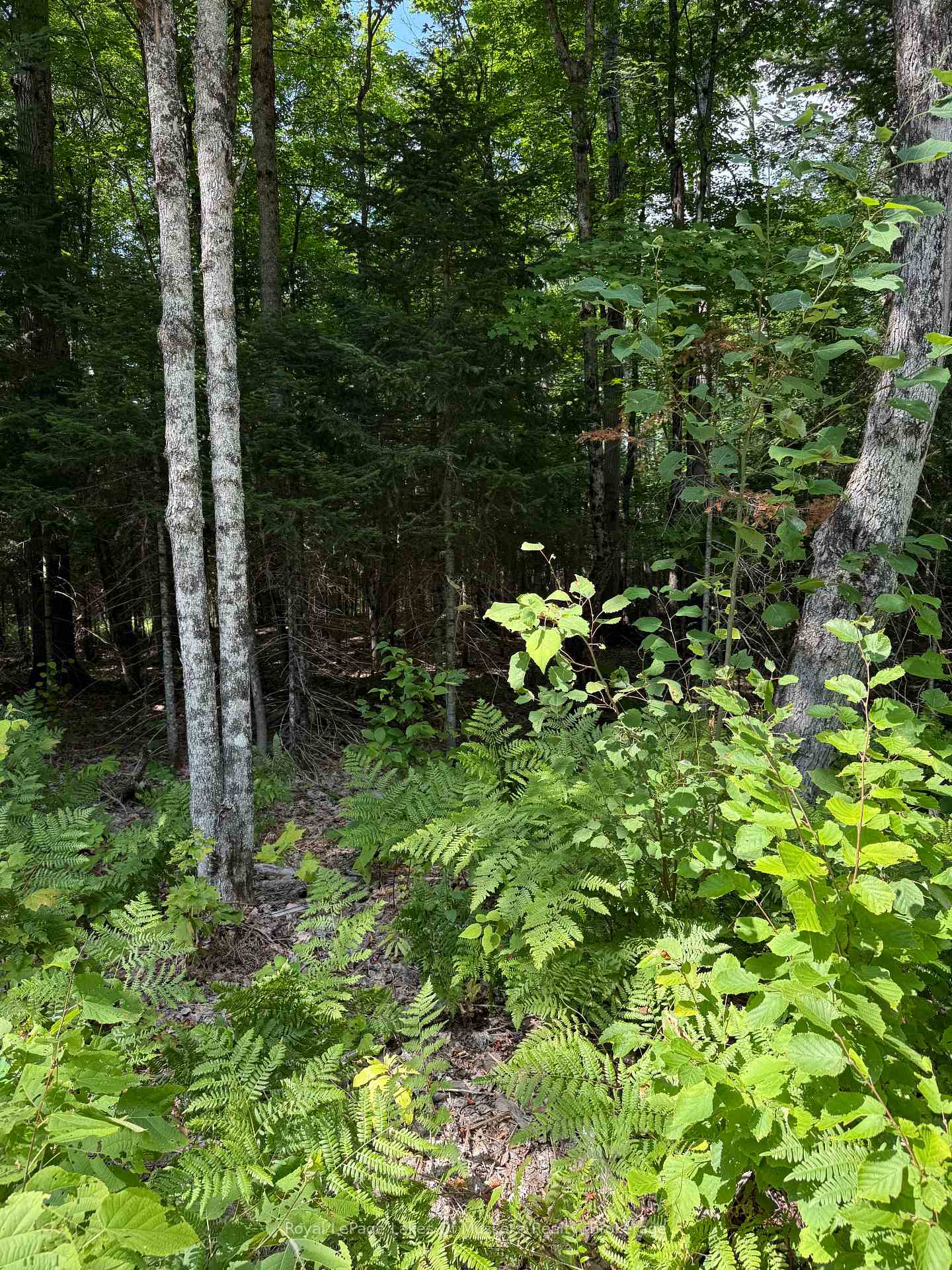 Photo 8 of LT 26 Frank St Street, Magnetawan — HOMEH
