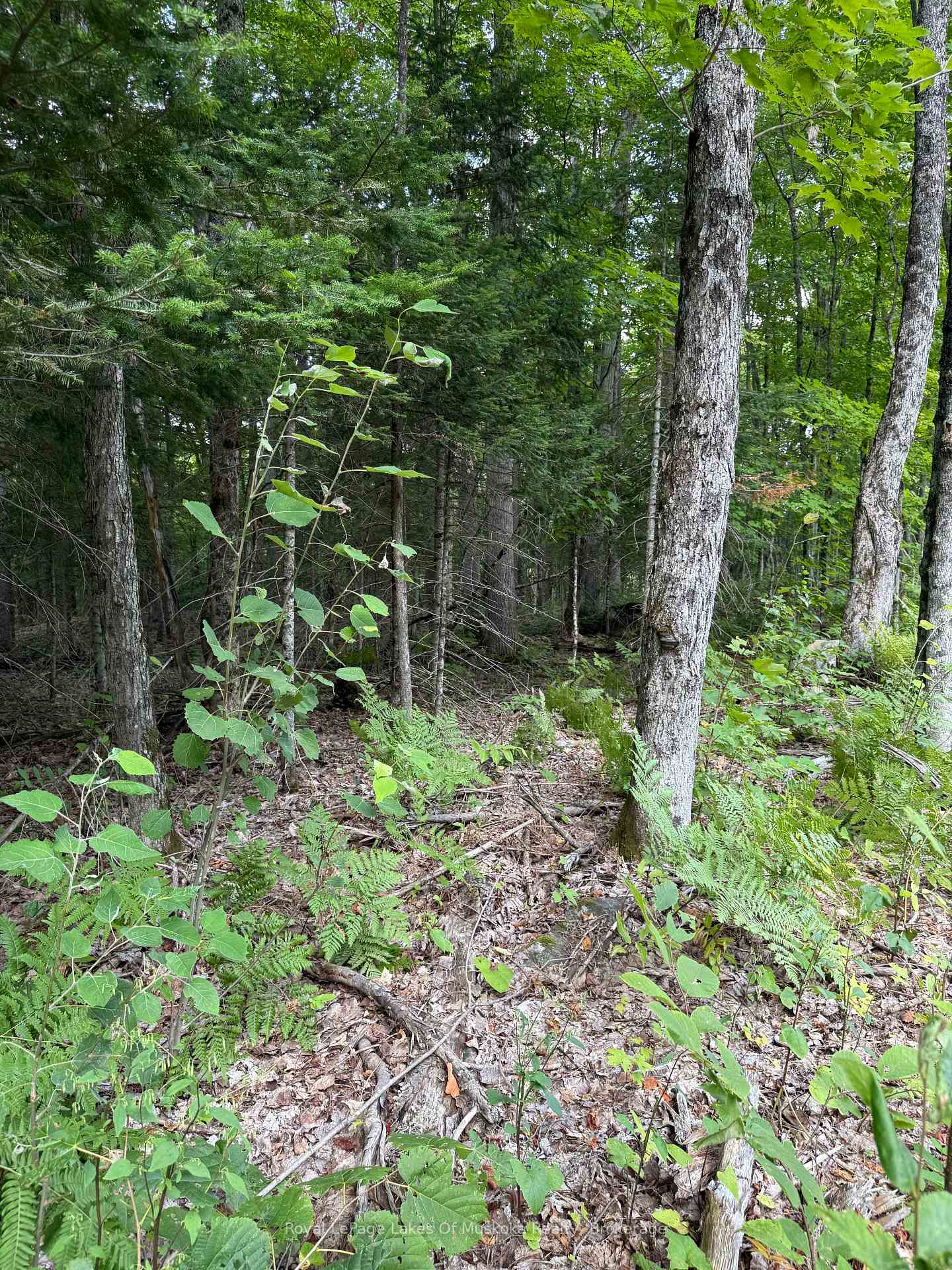 Photo 9 of LT 26 Frank St Street, Magnetawan — HOMEH