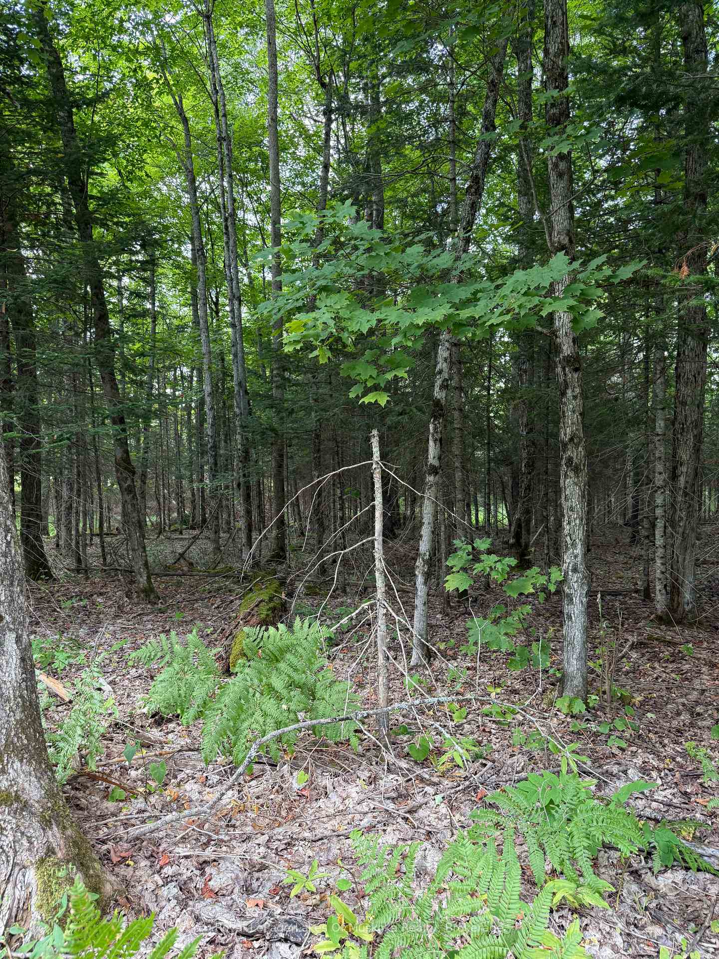 Photo 10 of LT 26 Frank St Street, Magnetawan — HOMEH
