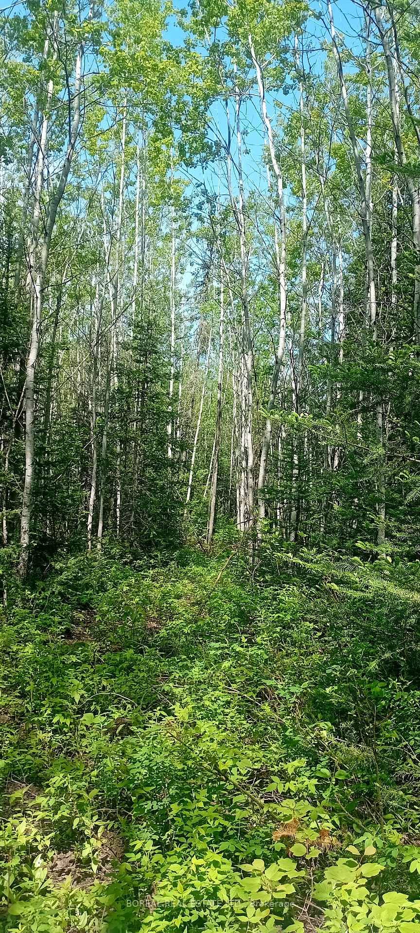 Photo 44 of 295-299 Bentley Lake Road, Cochrane — HOMEH