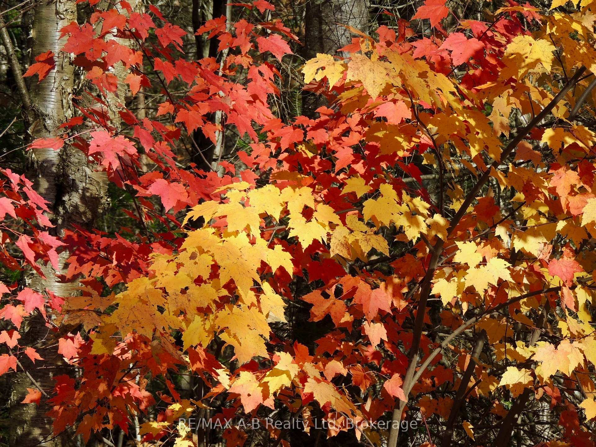 Photo 18 of Unit 4, 903 McRae Hay Lake Road, South Algonquin — HOMEH