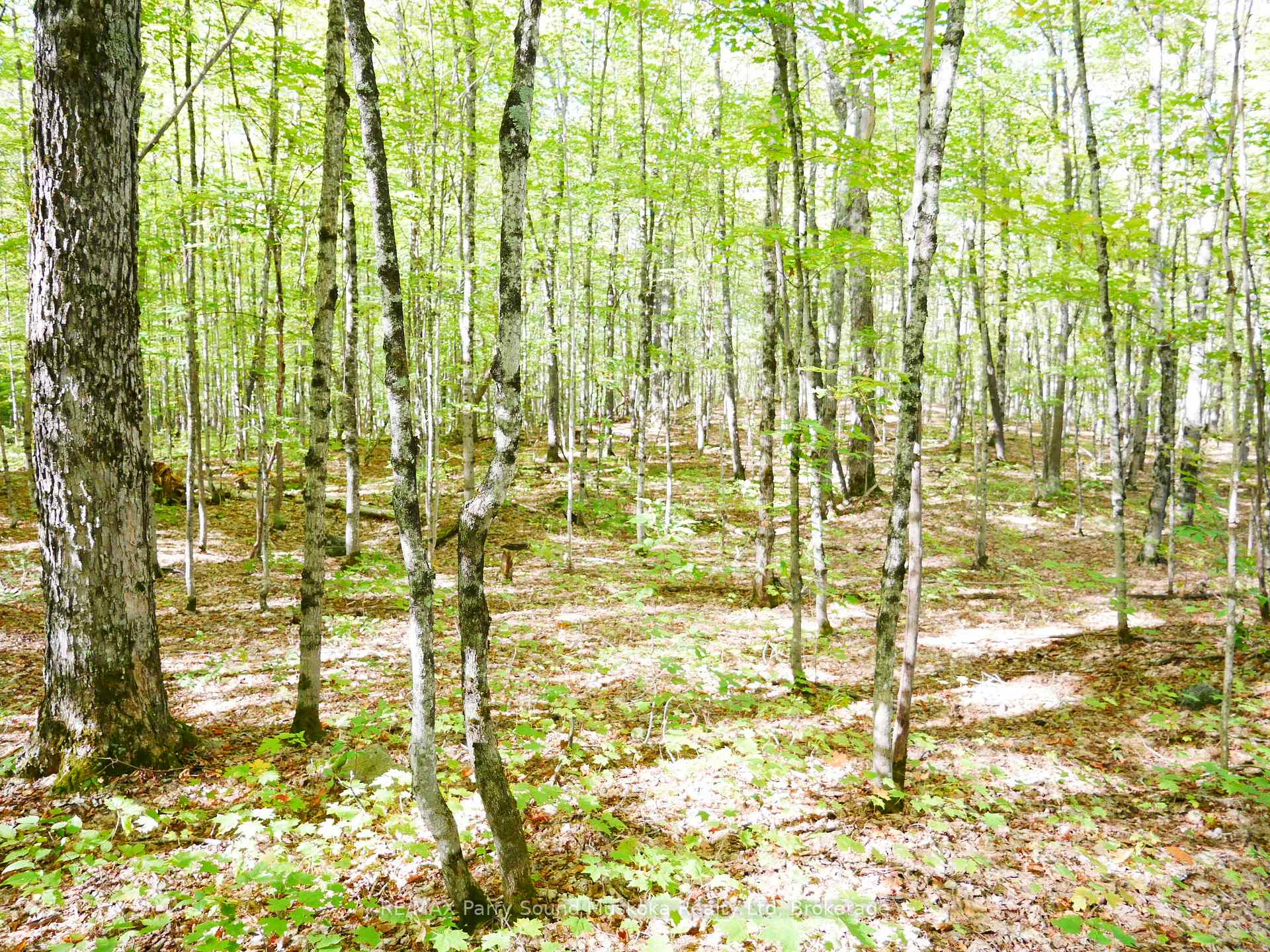 Photo 3 of Nelson Clelland Road, Magnetawan — HOMEH