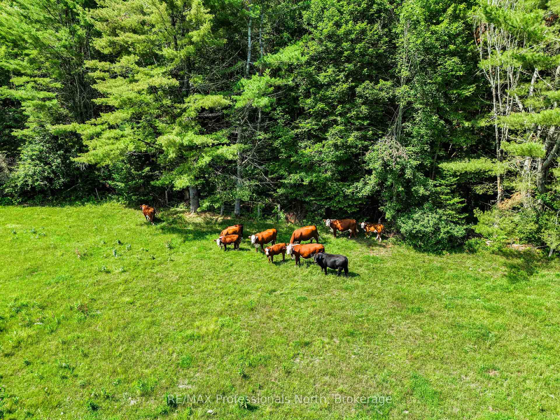 Photo 5 of 1069 Kirk Line E, Bracebridge, Macaulay — HOMEH