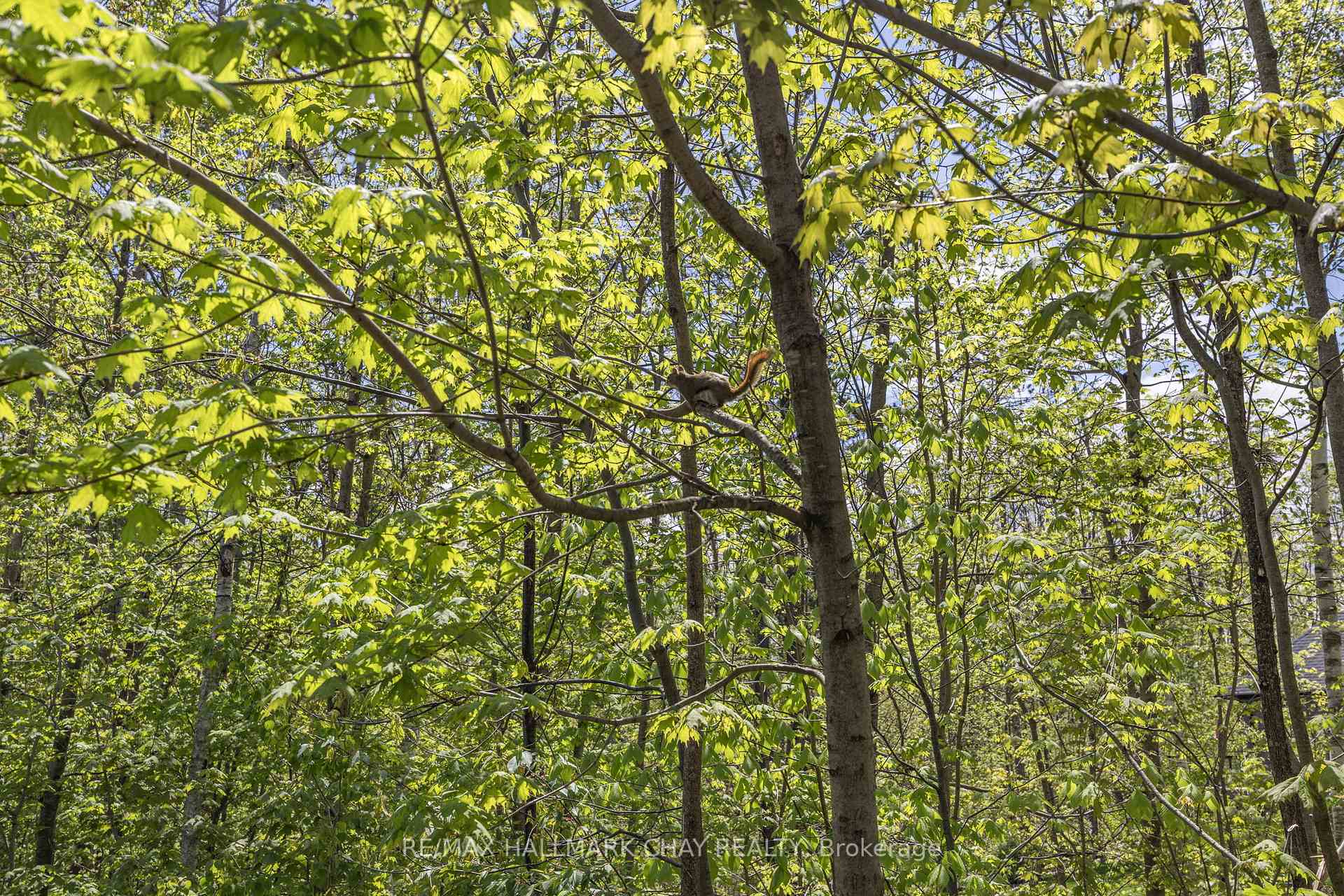 Photo 42 of 19 Timber Wolf Trail, Springwater, Minesing — HOMEH