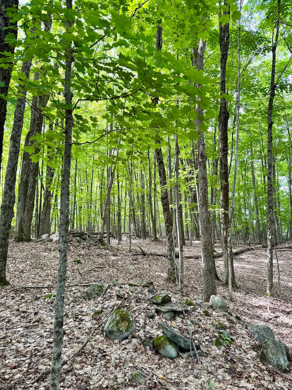 Photo 14 of Tom Bolton Road, Minden Hills, Minden — HOMEH