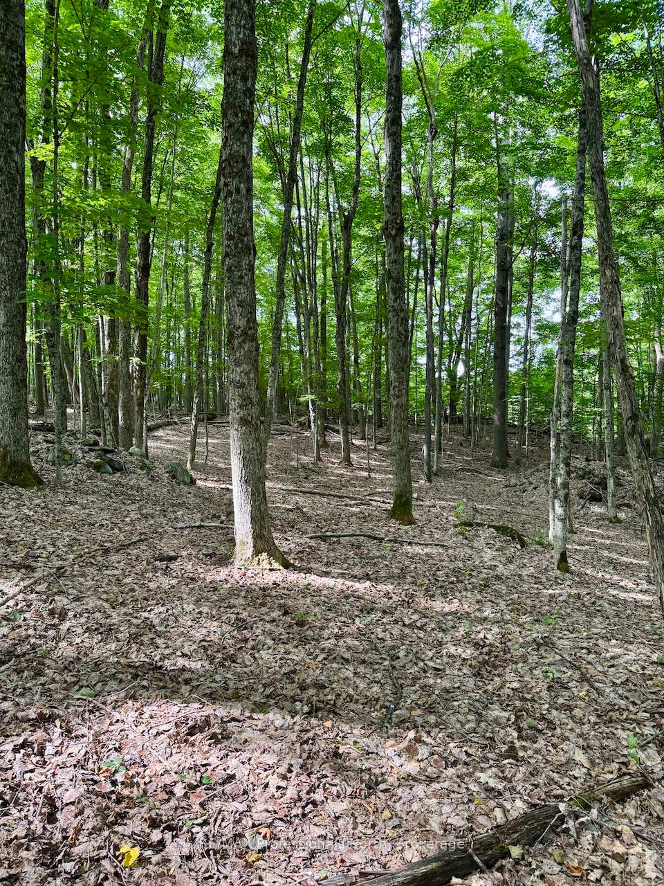 Photo 7 of Tom Bolton Road, Minden Hills, Minden — HOMEH