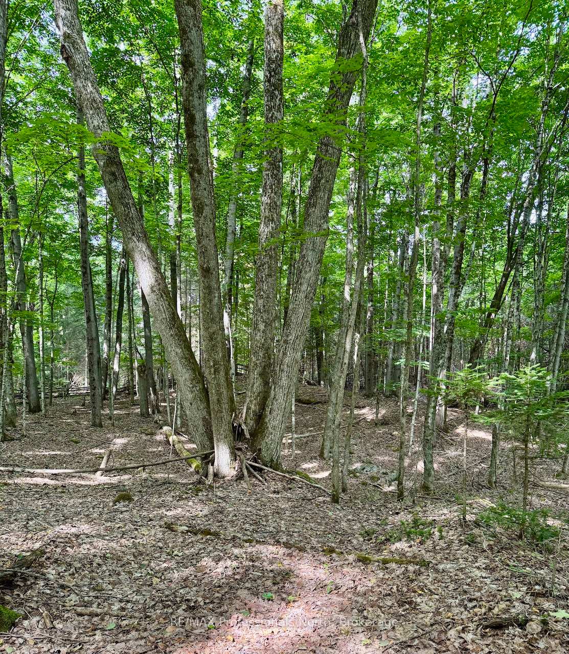 Photo 15 of Tom Bolton Road, Minden Hills, Minden — HOMEH