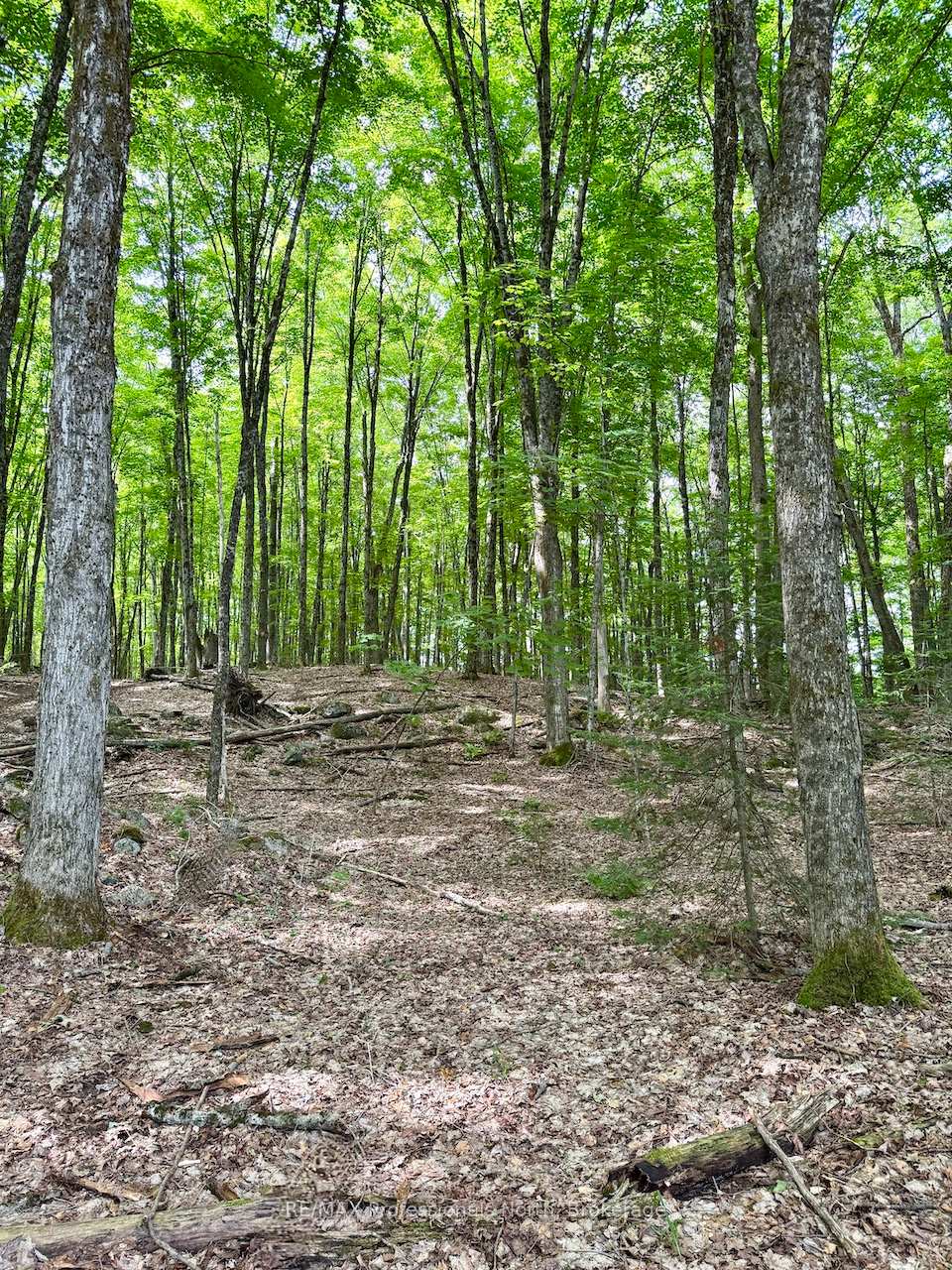 Photo 12 of Tom Bolton Road, Minden Hills, Minden — HOMEH