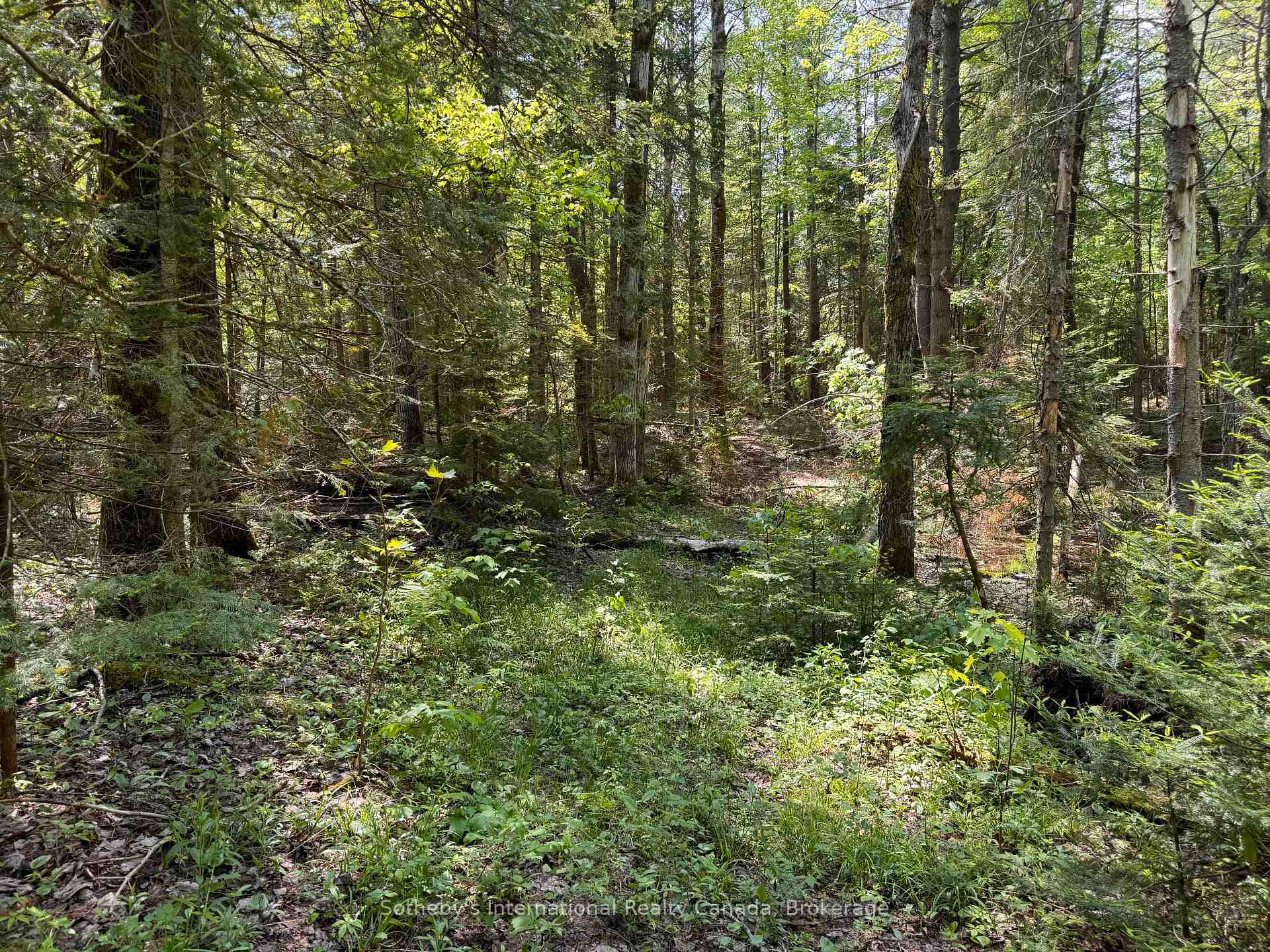 Photo 3 of Kirk Line, Bracebridge, Macaulay — HOMEH