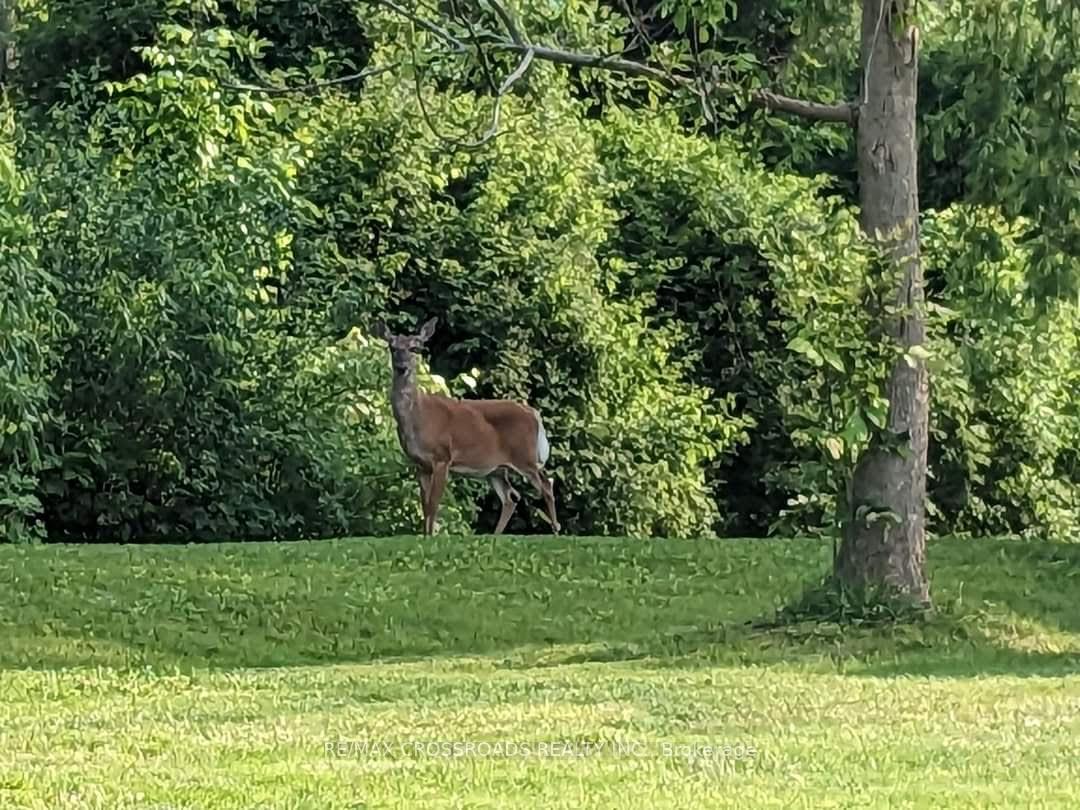 Photo 10 of 34 Burton Line, Haldimand, Dunnville — HOMEH
