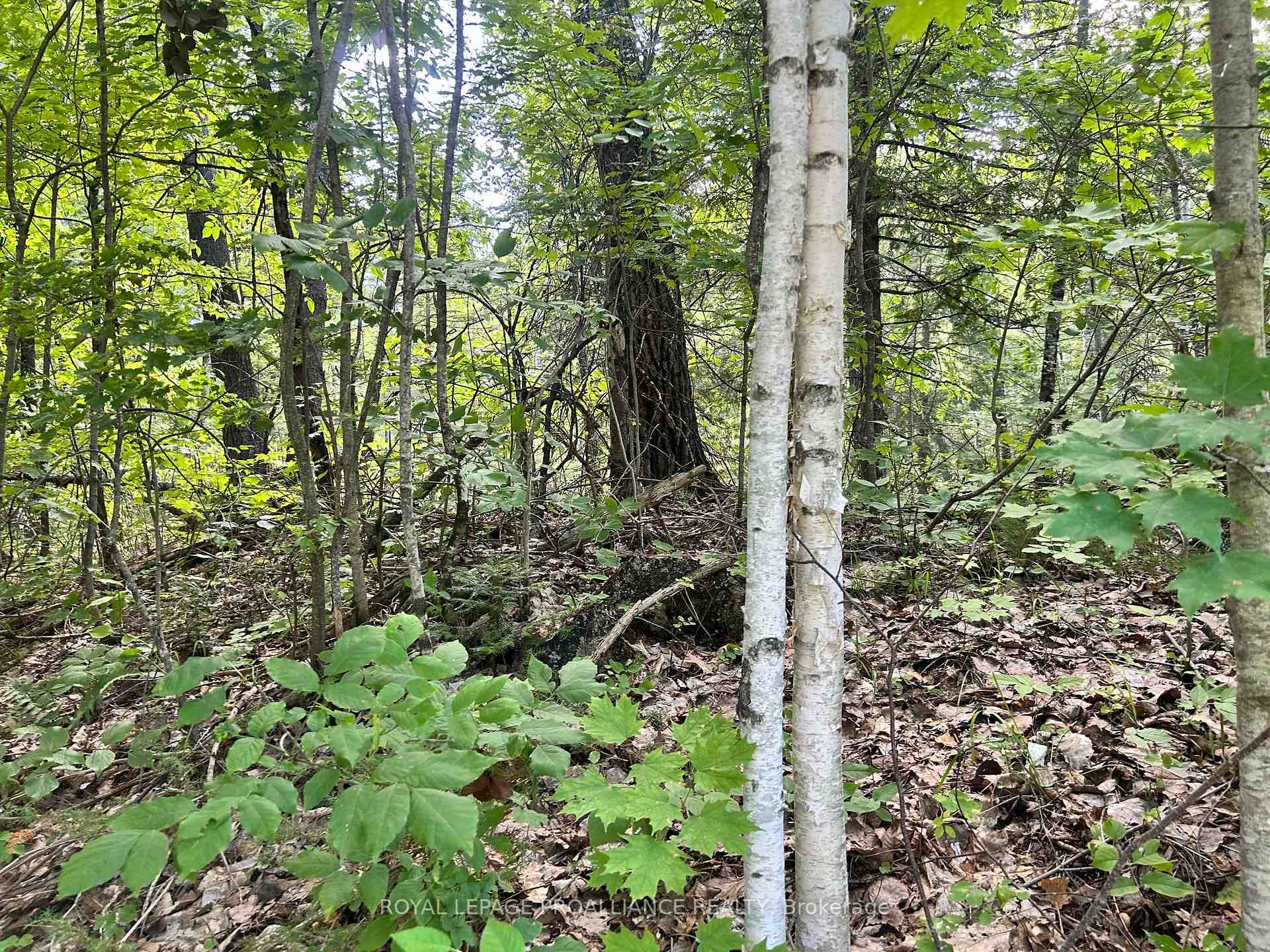 Photo 7 of Trebbien Road, Bonnechere Valley, Eganville/Bonnechere Twp — HOMEH
