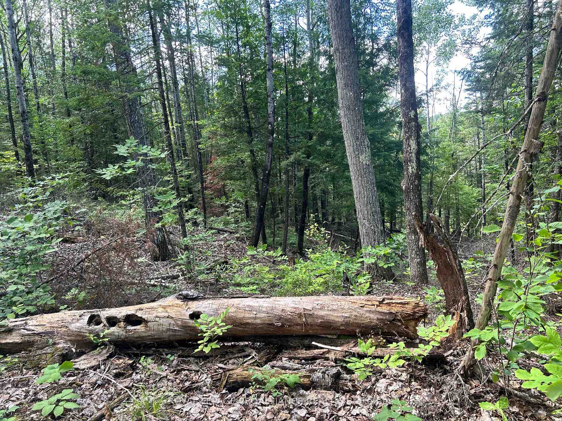 Photo 4 of Trebbien Road, Bonnechere Valley, Eganville/Bonnechere Twp — HOMEH