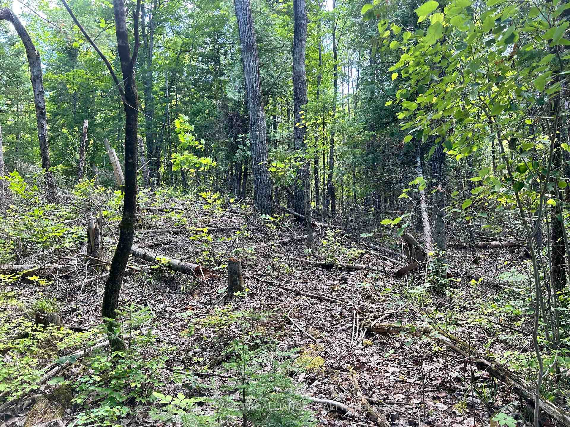 Photo 8 of Trebbien Road, Bonnechere Valley, Eganville/Bonnechere Twp — HOMEH