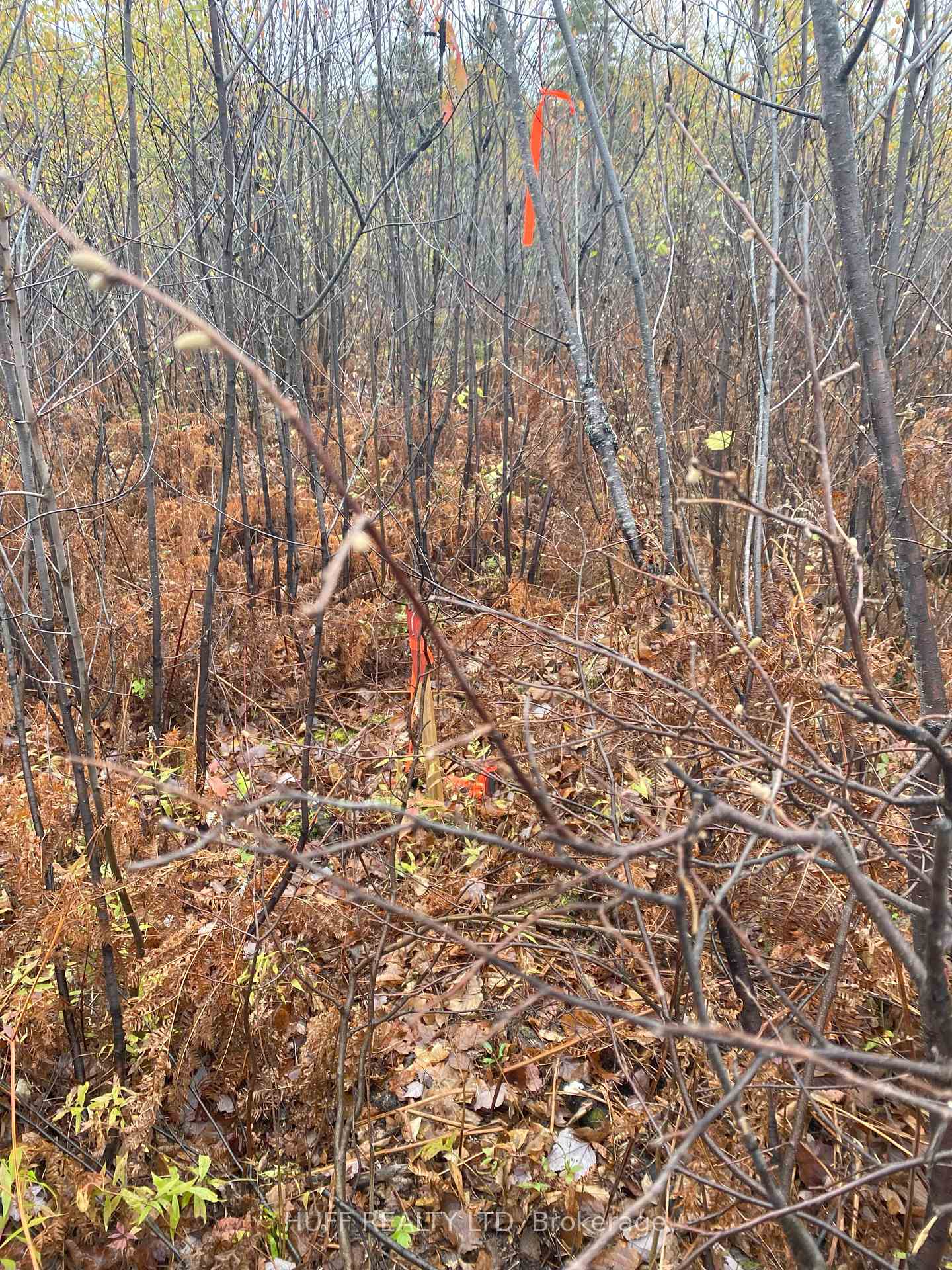 Photo of Lt 1 Con 6 54R-6390 Lot 1 Con 6 Marter TWP Road