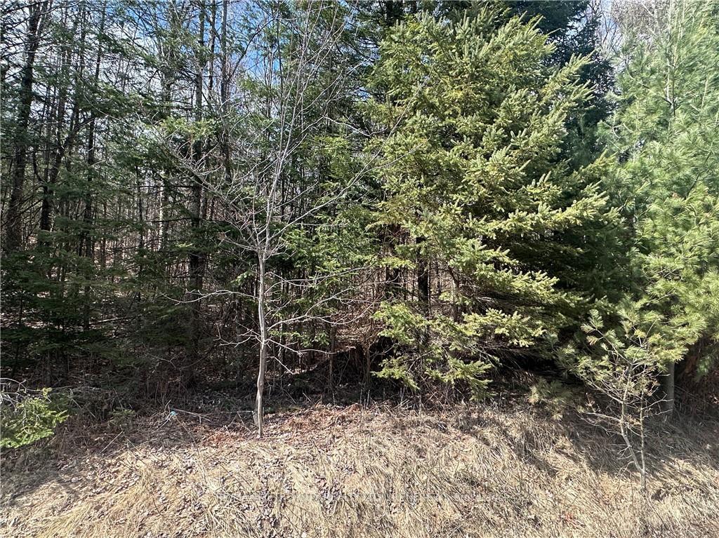 Photo 6 of Calabogie Road, McNab/Braeside, Mcnab/Braeside Twps — HOMEH