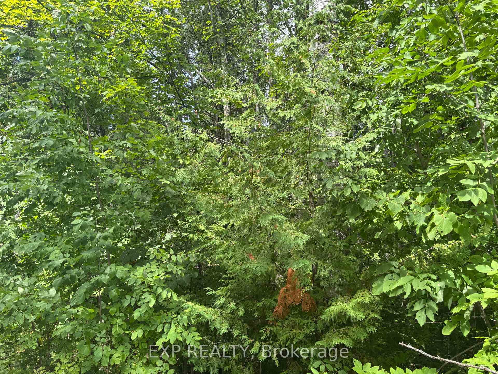 Photo 11 of Lot A Arbor Vitae Road, Madawaska Valley, Madawaska Valley — HOMEH