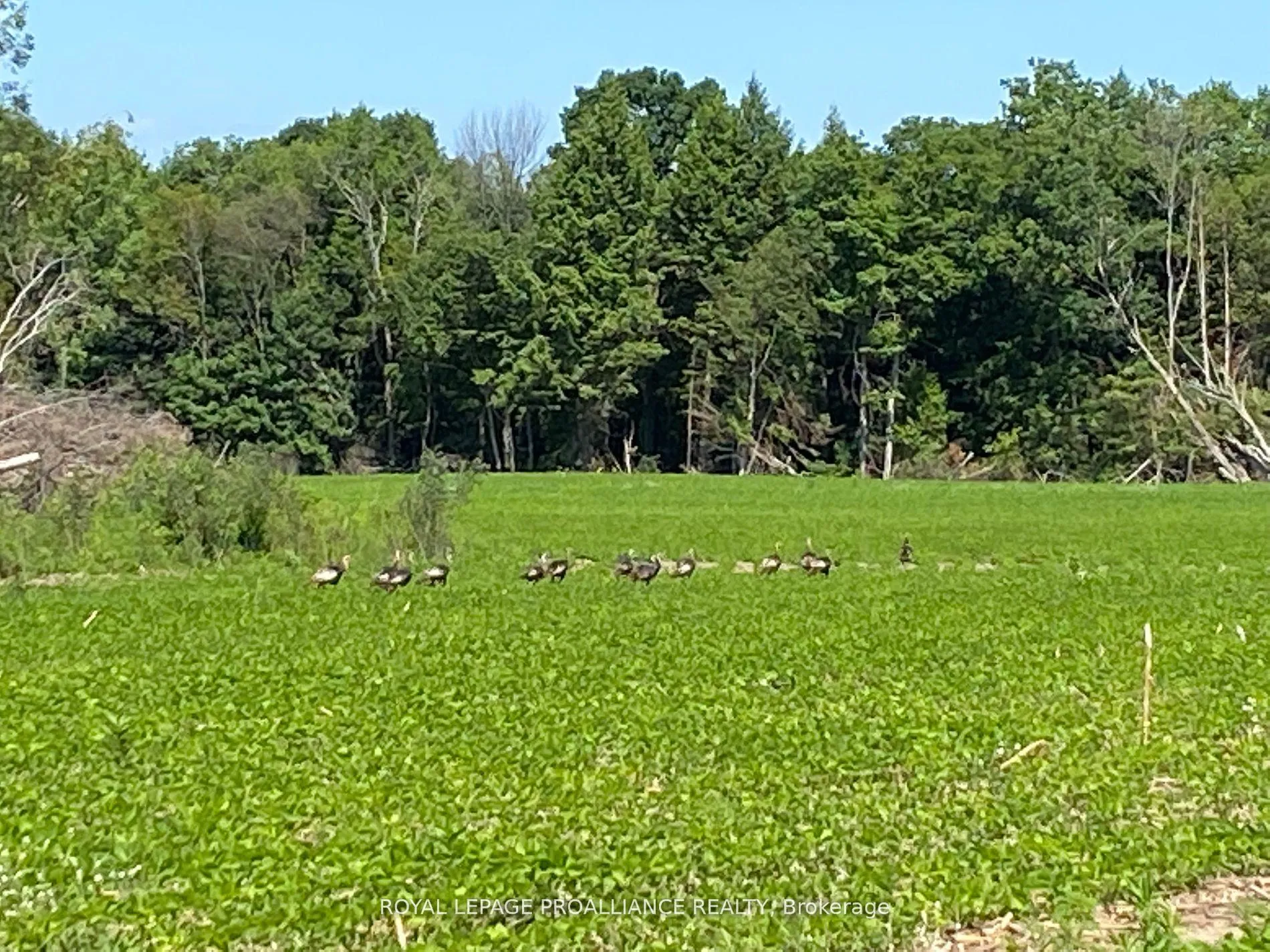 Photo 31 of PT LT 3 County Rd 45, Hamilton Township, Baltimore — HOMEH