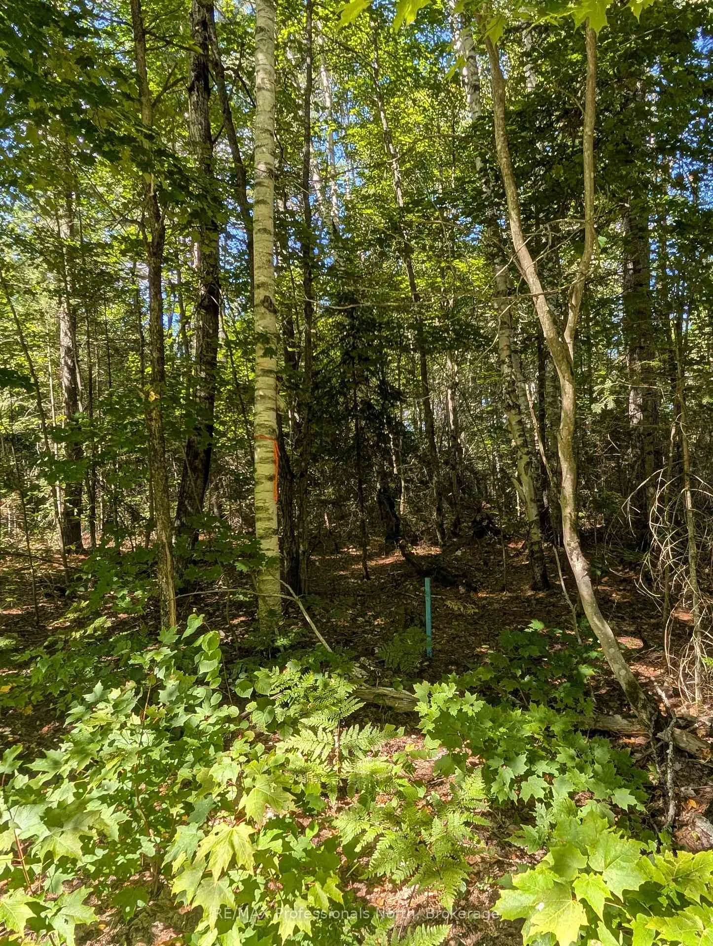Photo 8 of 2206 Yearley Road, McMurrich/Monteith, McMurrich — HOMEH