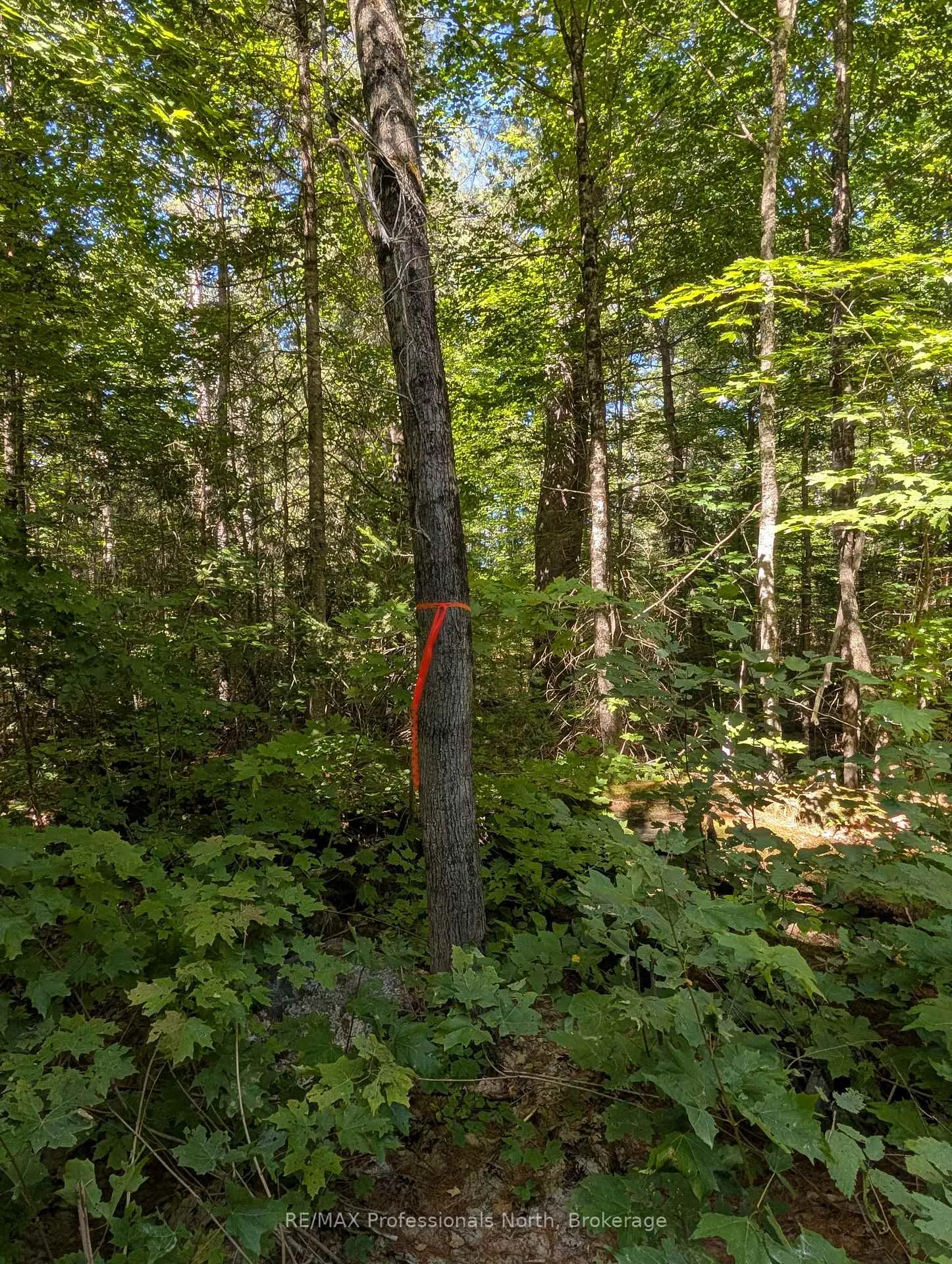 Photo 6 of 2244 Yearley Road, McMurrich/Monteith, McMurrich — HOMEH
