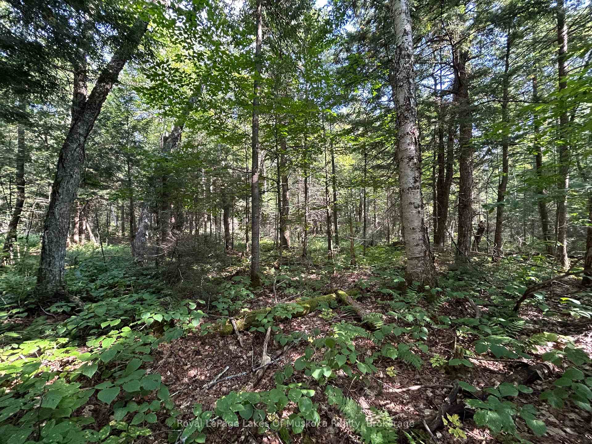 Photo 4 of LT31&33 Axe Lake Road, McMurrich/Monteith, McMurrich — HOMEH