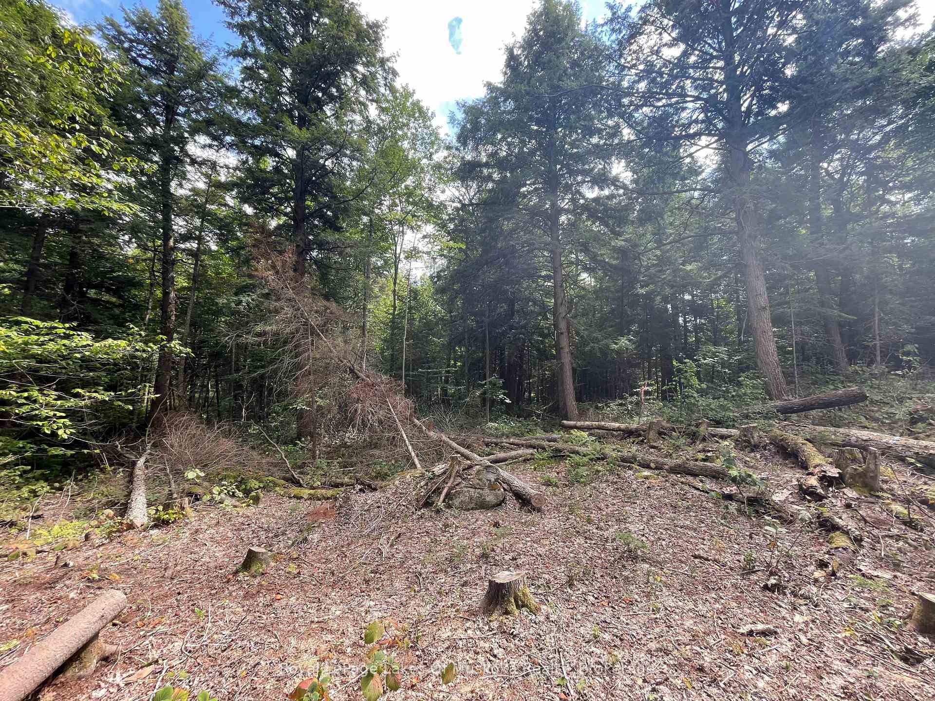Photo 5 of LT31&33 Axe Lake Road, McMurrich/Monteith, McMurrich — HOMEH