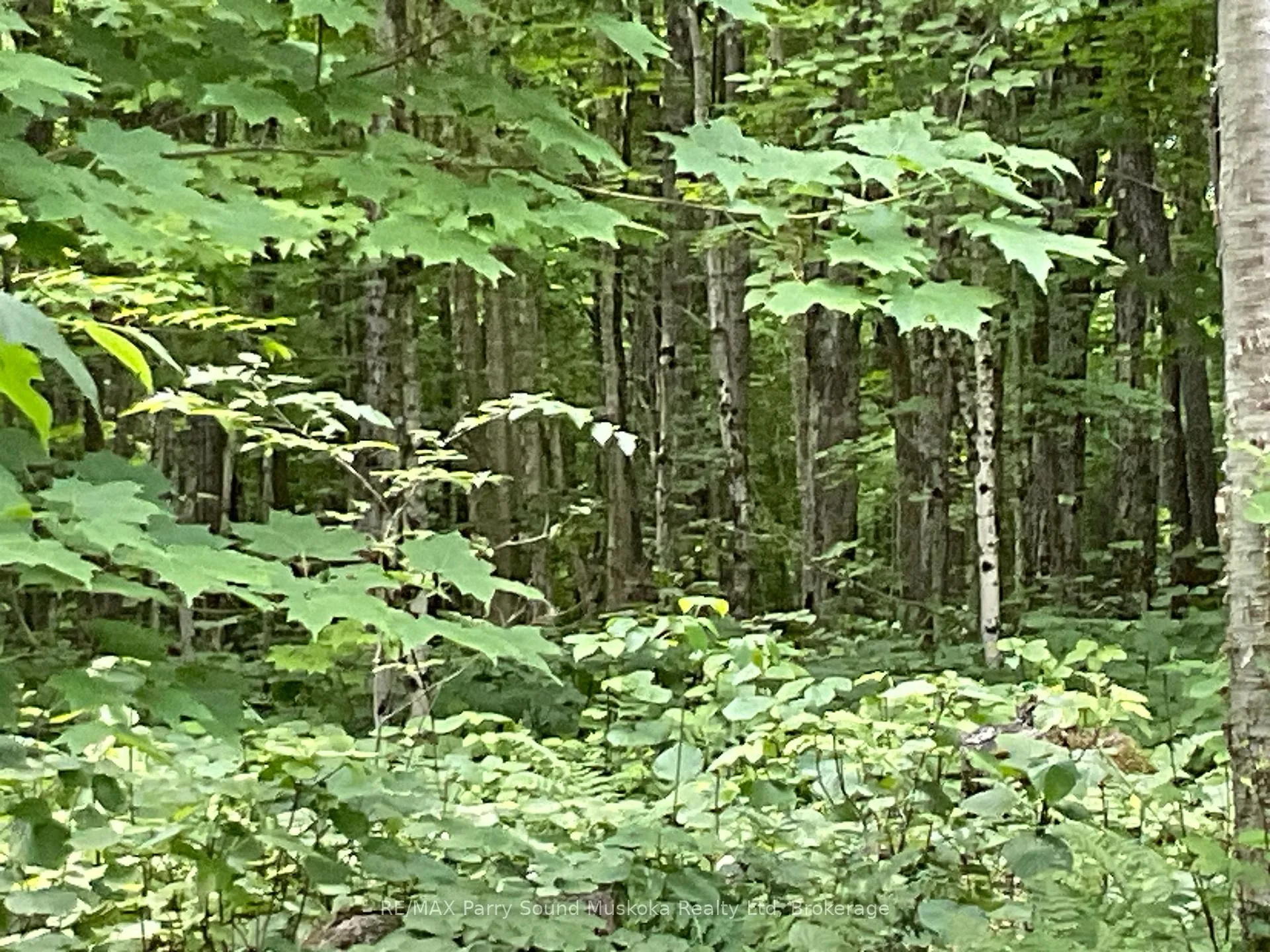 Photo 13 of 00 Jack'S, Parry Sound Remote Area, Golden Valley — HOMEH