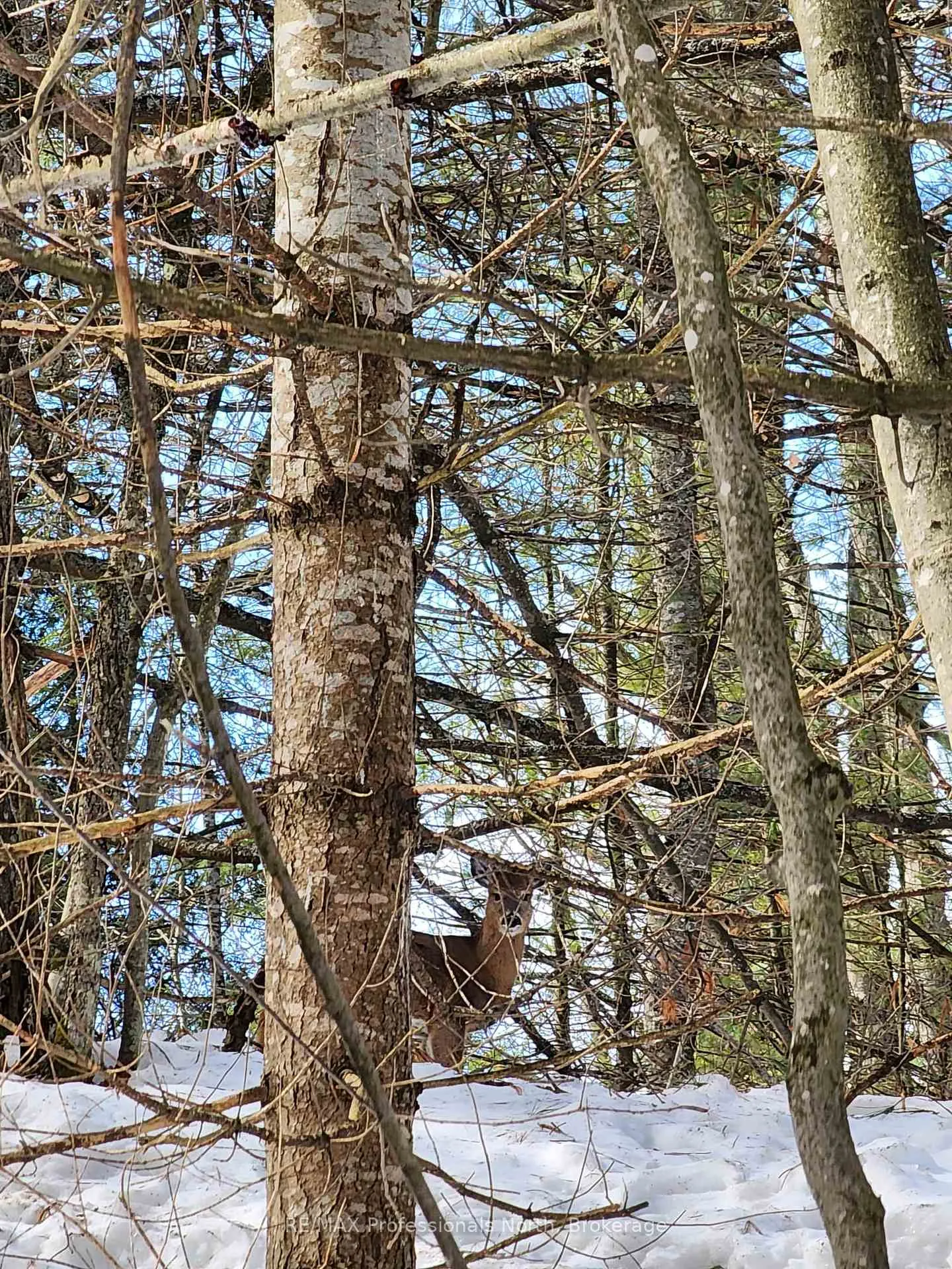 Photo 16 of 00 Manitoba Road, Bracebridge, Macaulay — HOMEH