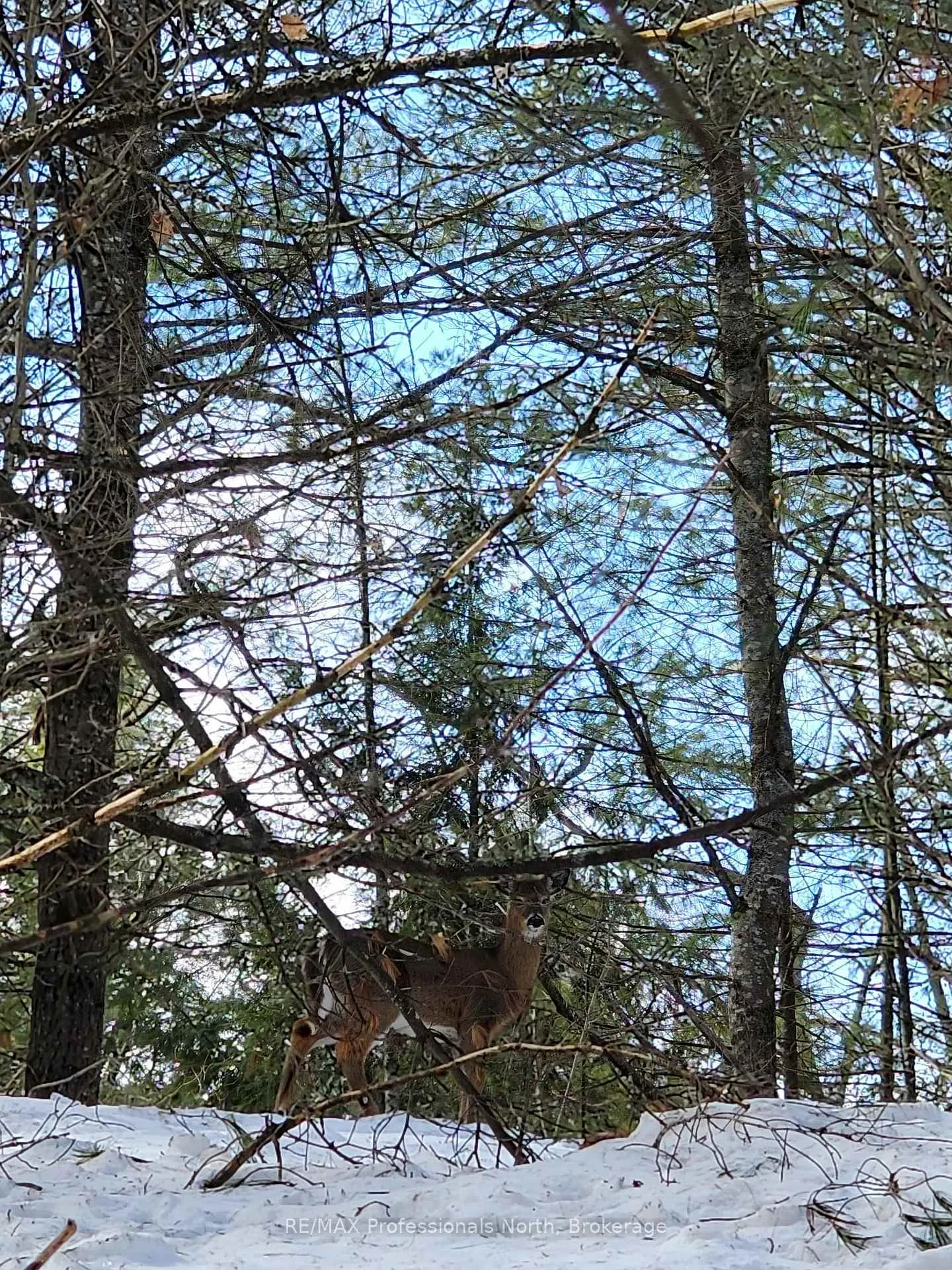 Photo 17 of 00 Manitoba Road, Bracebridge, Macaulay — HOMEH