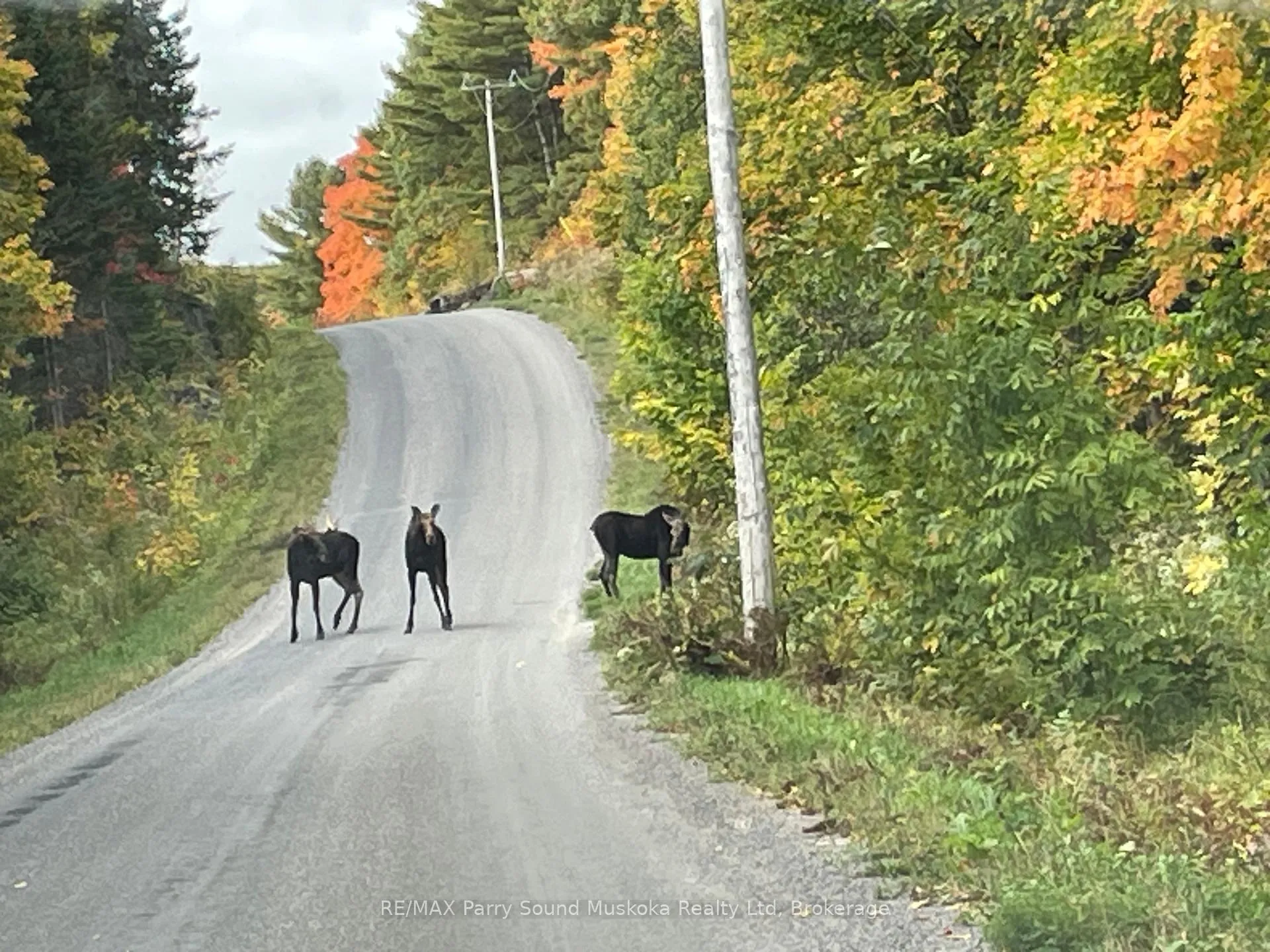 Photo 8 of 39 Weber Road, Parry Sound Remote Area, Hardy — HOMEH