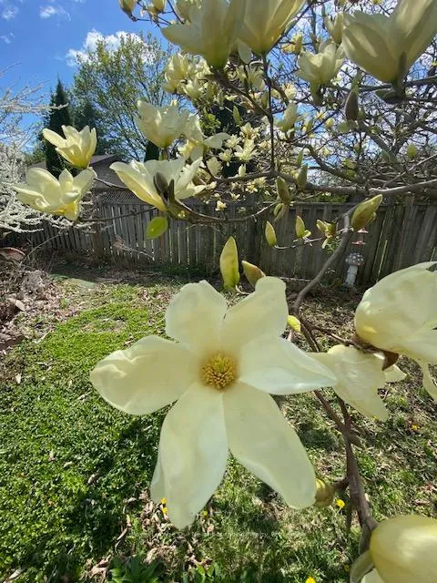 Photo 38 of 81 Hart Boulevard, Clarington, Newcastle — HOMEH