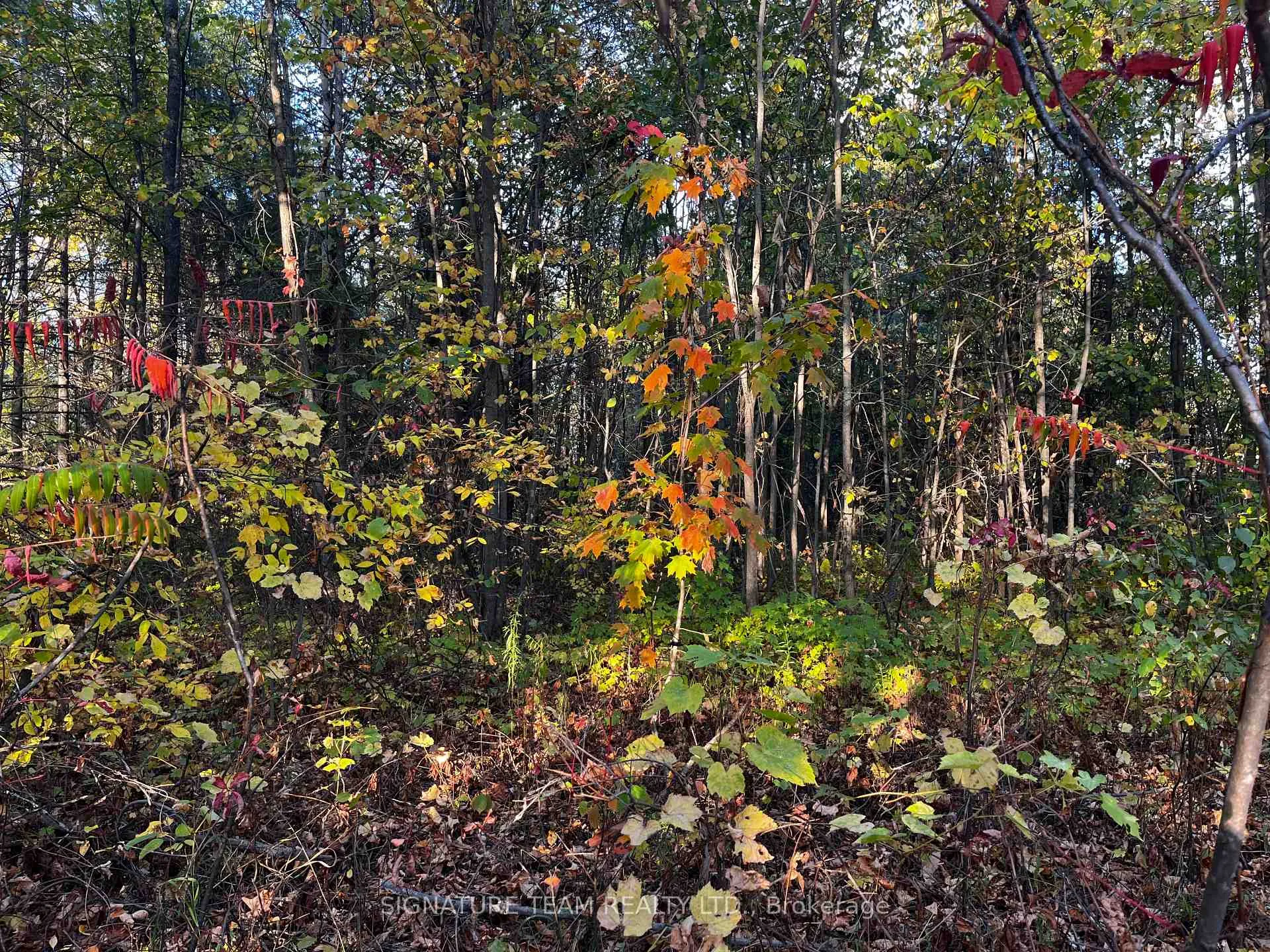 Photo 2 of lot 0 Bellamy Road, McNab/Braeside, Mcnab/Braeside Twps — HOMEH