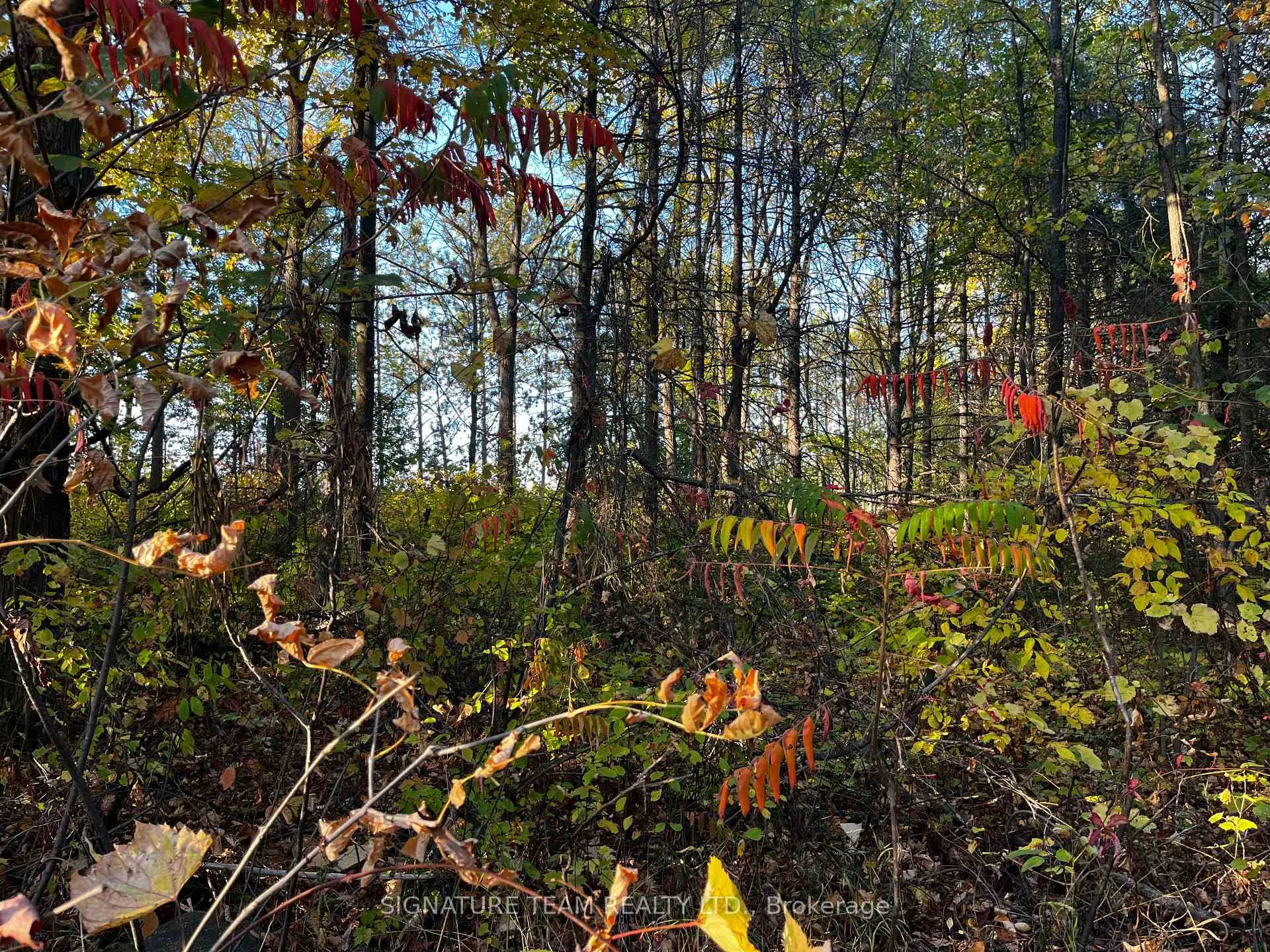 Photo 3 of lot 0 Bellamy Road, McNab/Braeside, Mcnab/Braeside Twps — HOMEH